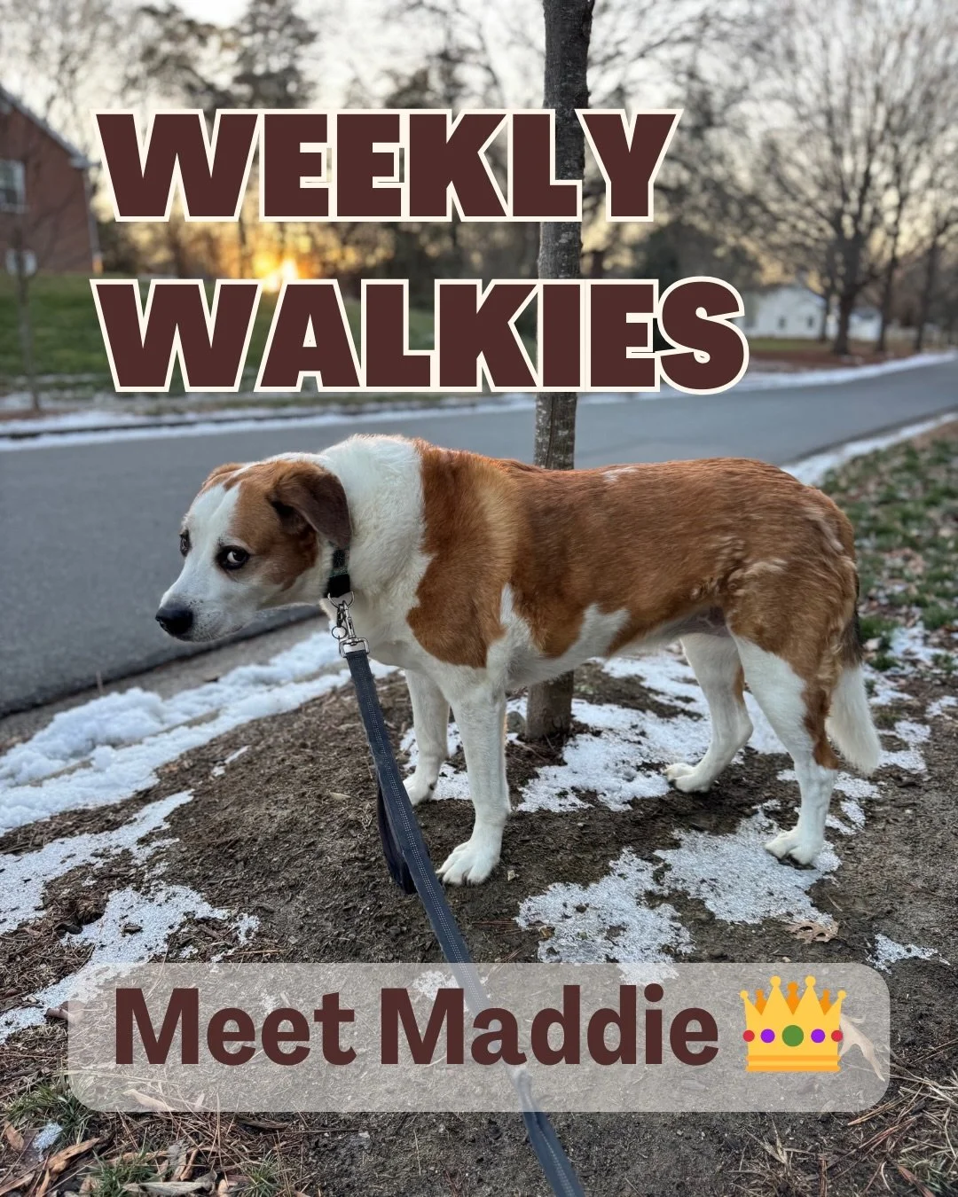 Meet Maddie 👑🤍

Around here, she&rsquo;s known as the Queen of the Side Eye.

But when I first met her, that look wasn&rsquo;t sass - it was shyness. Maddie is a sweet, timid girl who just needs a minute to decide you&rsquo;re safe.

So we took it 