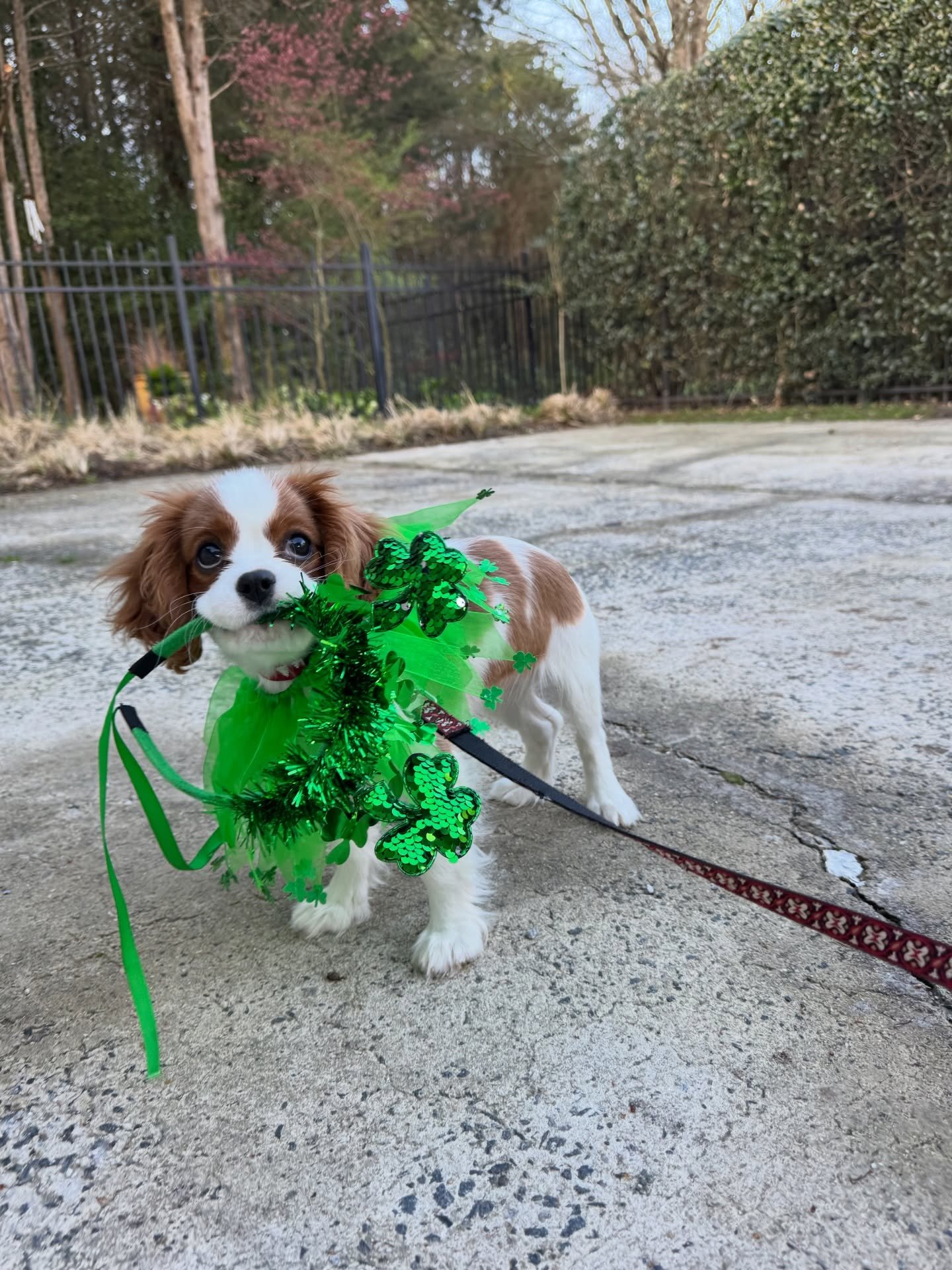 Happy St. Pawtrick&rsquo;s Day! ☘️🐾

Feeling extra lucky to spend my days with this crew! ✨

#CharlotteDogWalker #CLTdogs #SouthCharlottePets #DogsofCharlotte #PetCareCLT
