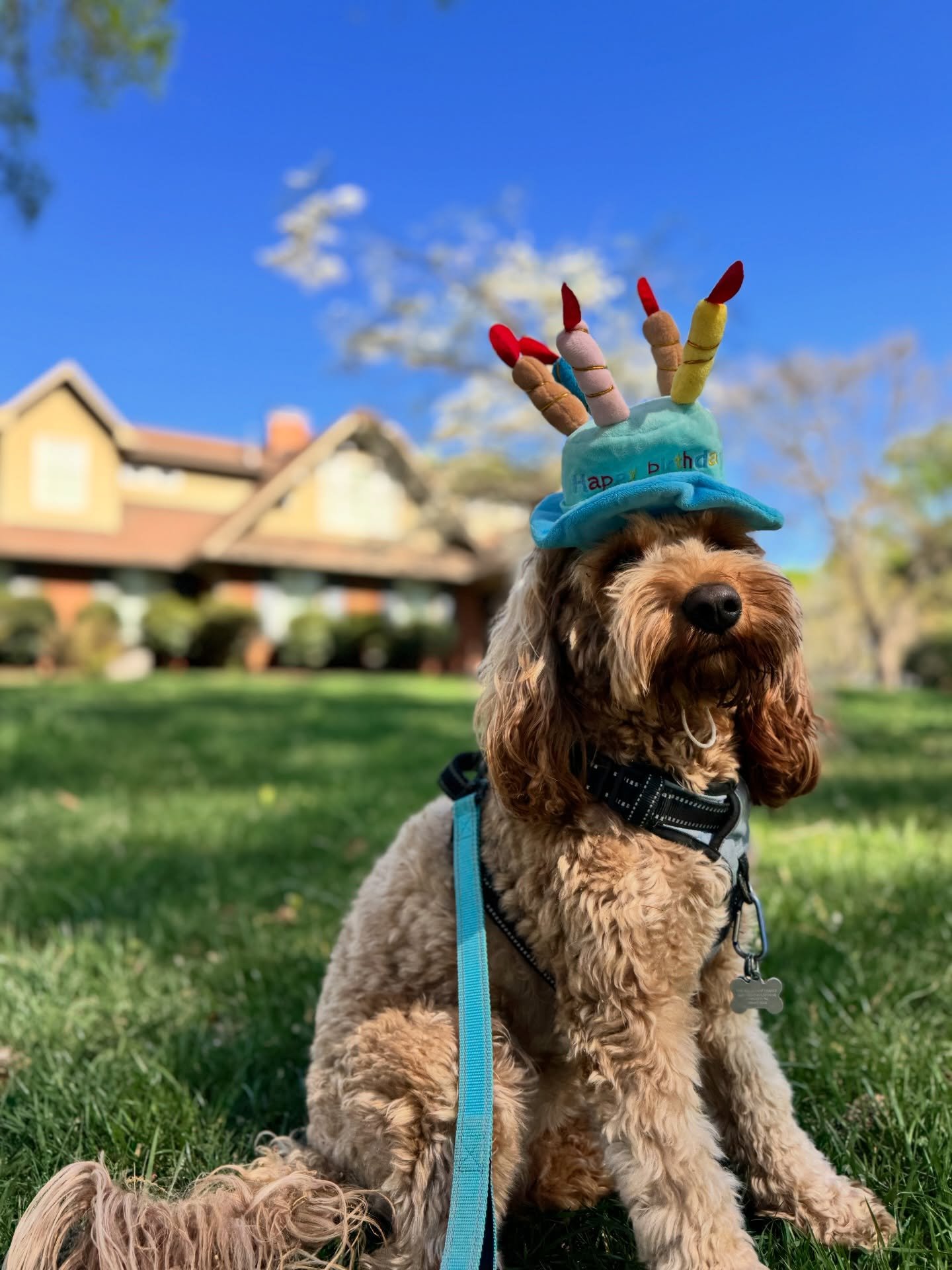 It&rsquo;s my birthday&hellip; so obviously we&rsquo;re throwing a pawty 🥳🐾

And because your pups are the real VIPs around here, they showed up dressed for the occasion 🎉 (birthday hats included, dignity optional)

Best gift I could ask for? Spen