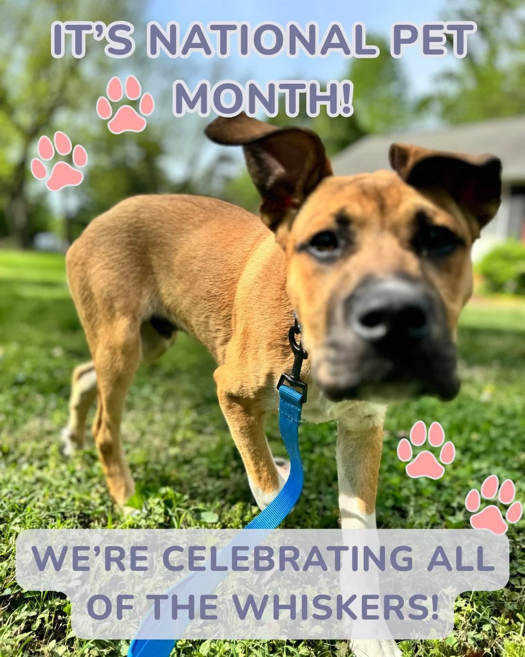 It&rsquo;s National Pet Month&hellip; aka our Super Bowl. 🐾

Around here, every month is pet month - but May is a little extra special. It&rsquo;s a celebration of the chaos, the cuddles, the muddy paws, the zoomies, and the side-eyes that somehow s