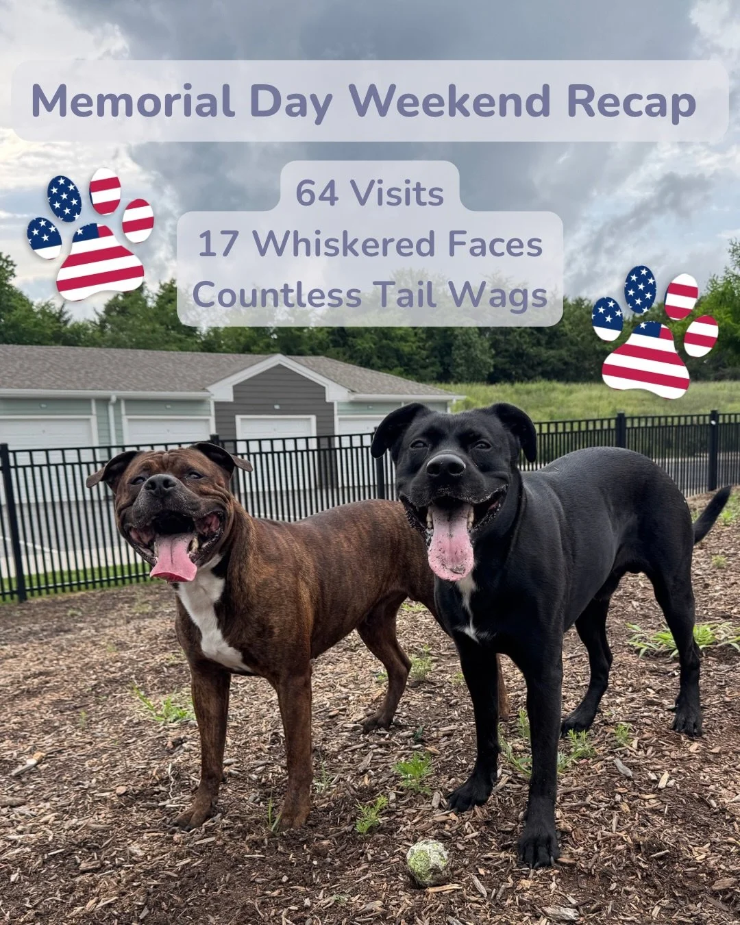 Memorial Day weekend was a busy one around here&hellip; and we wouldn&rsquo;t have it any other way. 🇺🇸🐾

Between Friday and Monday, the Whiskers &amp; Walkies team completed 64 visits and cared for 17 whiskered faces. From walkies and drop-ins to