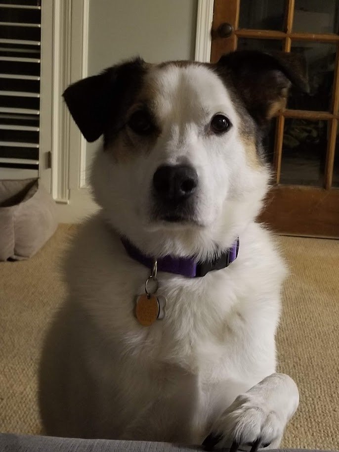 A cute mixed-breed dog with white and black fur, sitting indoors on a beige carpet, looking directly at the camera, wearing a purple collar with a round ID tag, in front of a glass-paned door.