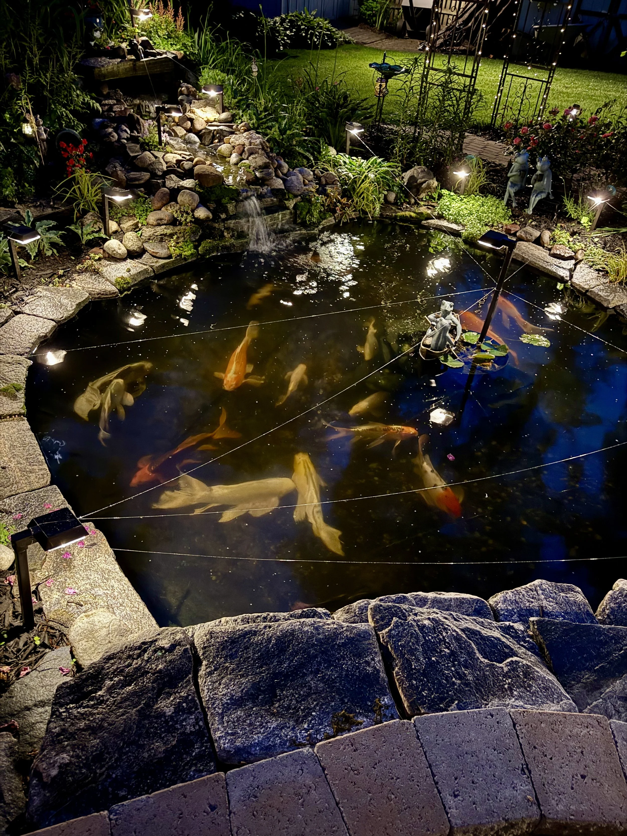 Laurie's Koi Pond