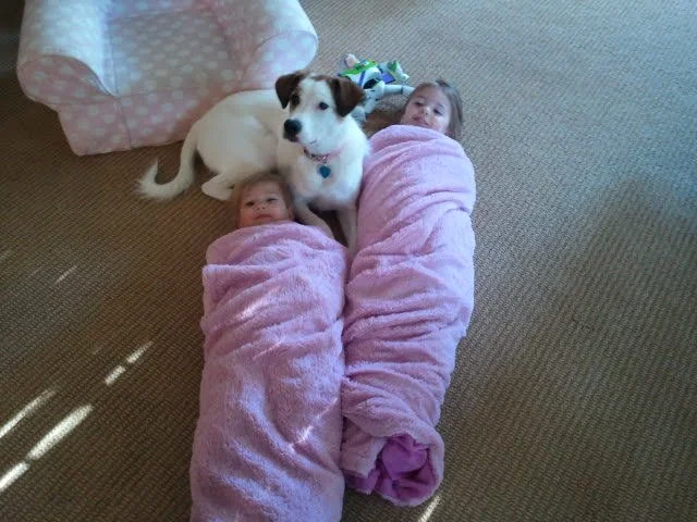 Two children wrapped in pink blankets lying on the floor with a white and brown dog sitting on them.