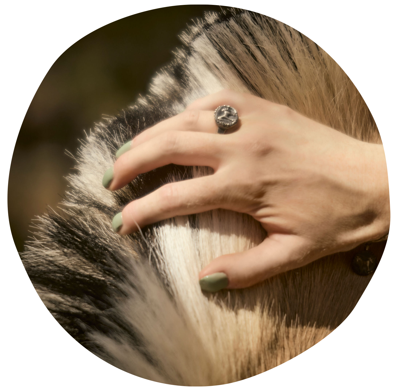 A hand with light green nails and a silver ring with a lion design touches the fur of an animal, likely a dog, with black, white, and tan fur.