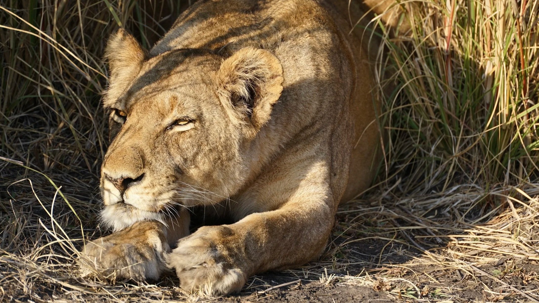 The Plight of the Carnivore