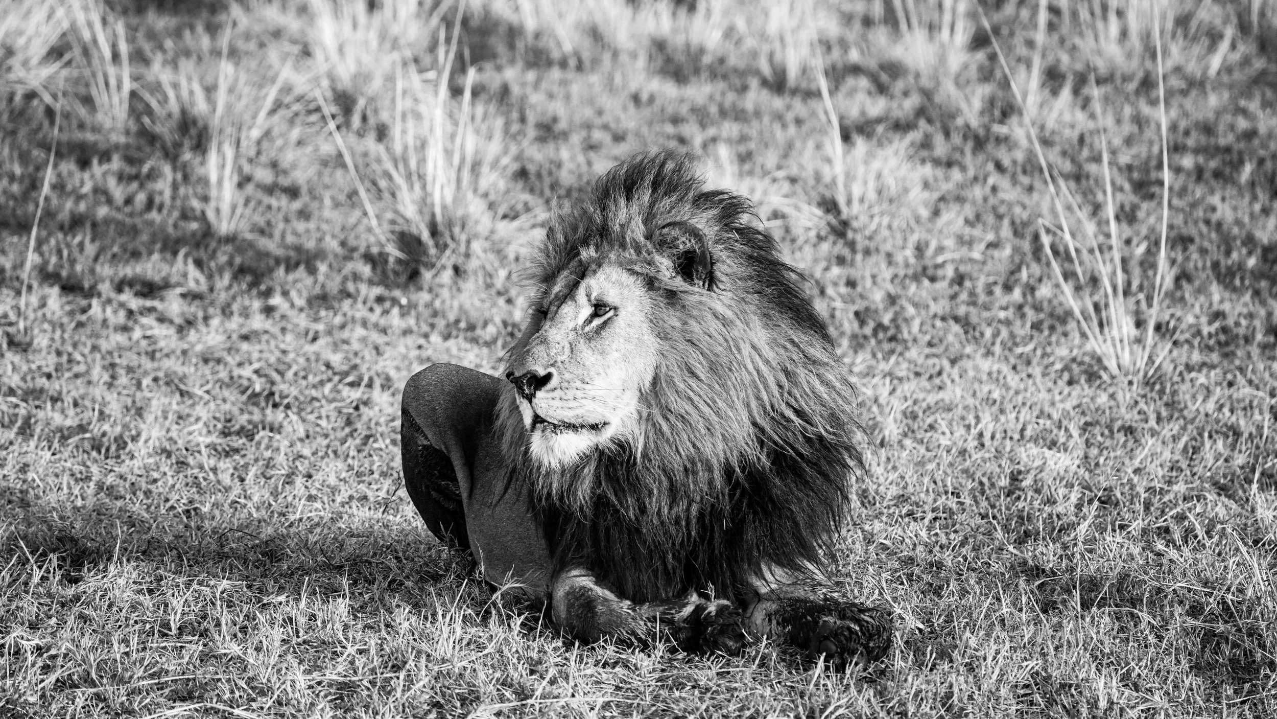 The First Lion I Ever Saw in the Wild Was Trophy Hunted One Week Later