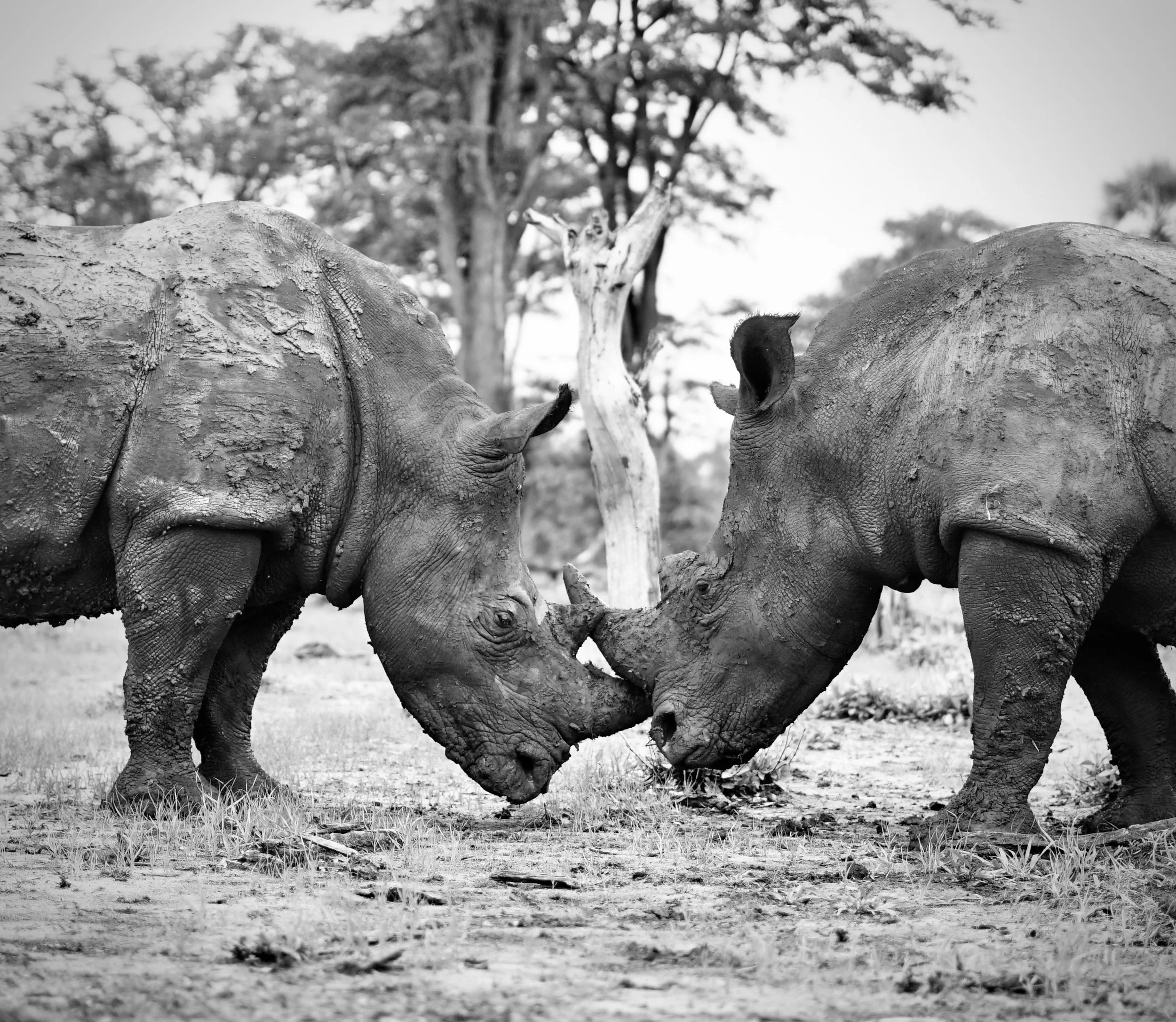 Two baby rhinos with connected horns touching noses in a natural habitat with trees in the background.