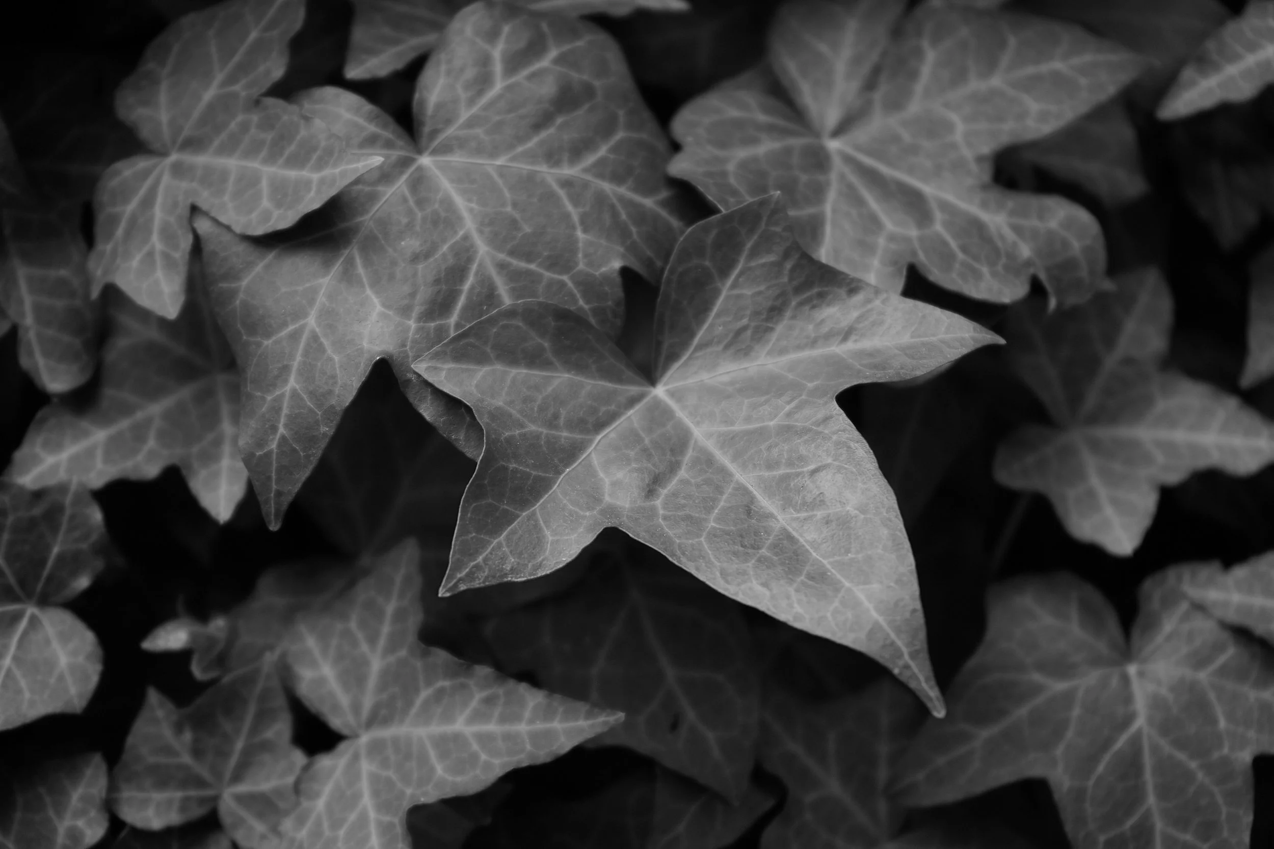 Close-up of gray ivy leaves with visible veins.