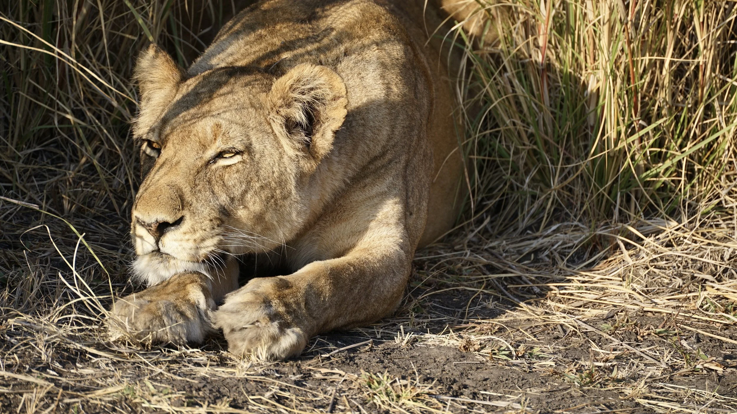 A lioness lying on the ground in a grassy area, resting with her eyes partially closed.