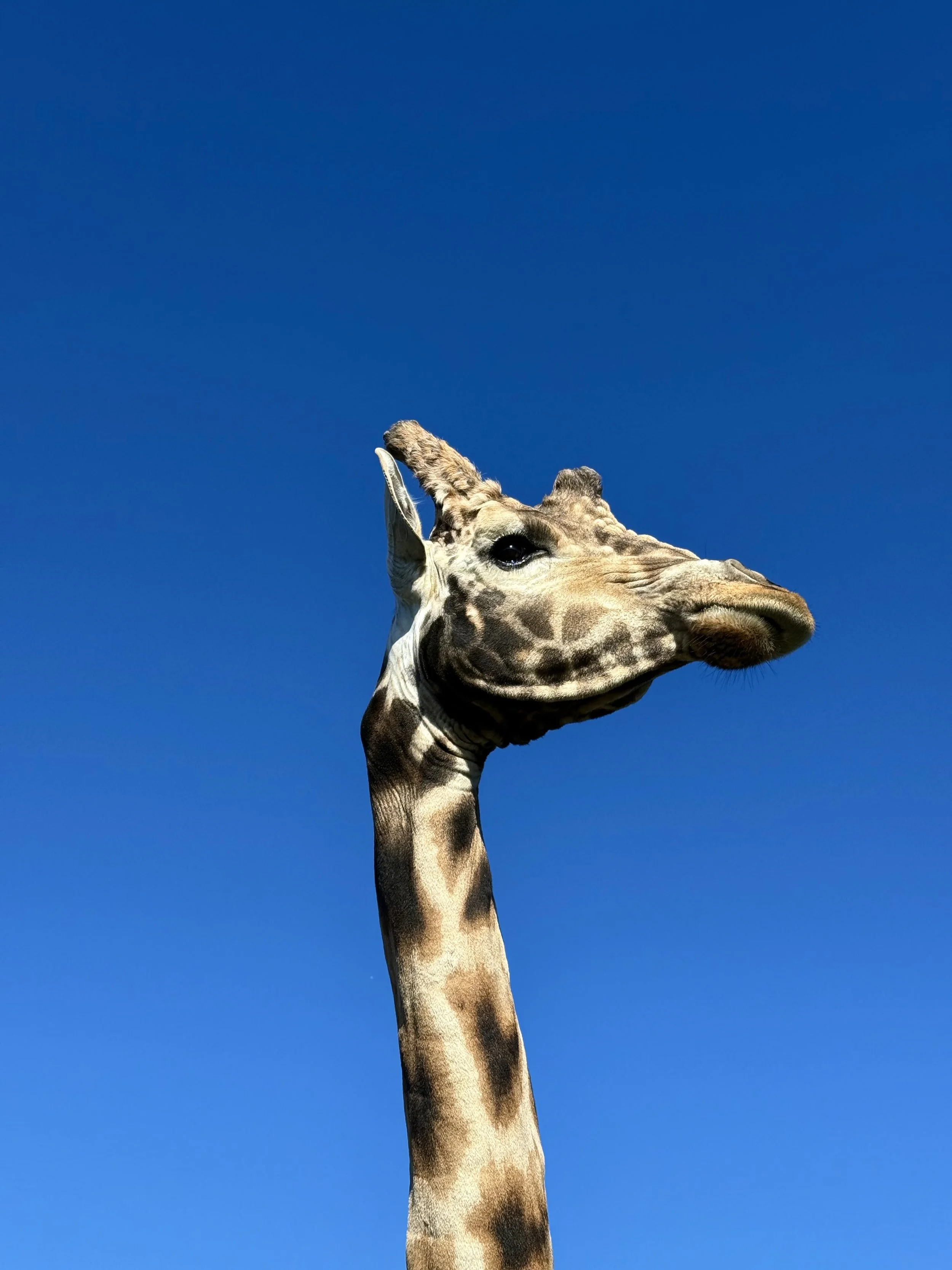 Close-up of a giraffe's head and neck against a bright blue sky.