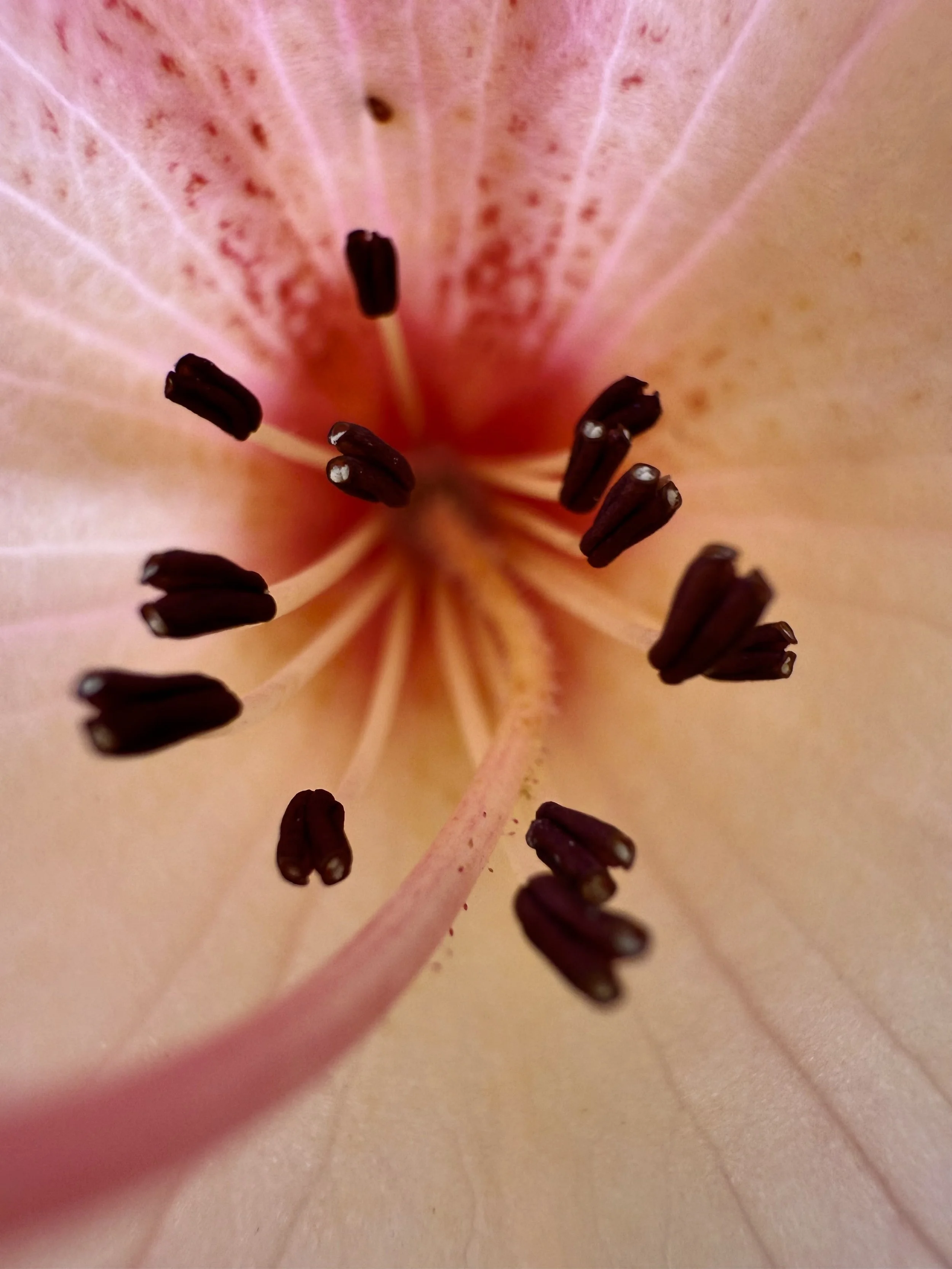 Close-up of a peach-colored lily flower's stamen and pistil, with dark brown anthers and pink filaments.