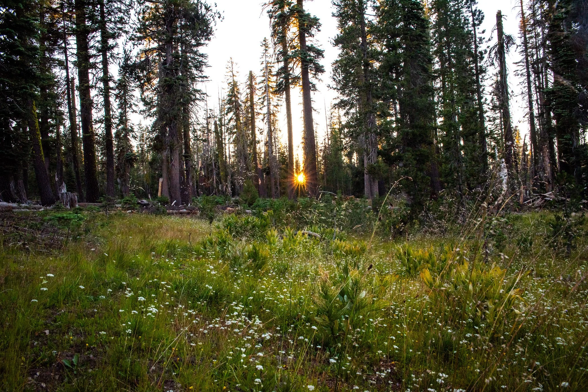 Summer Meadow