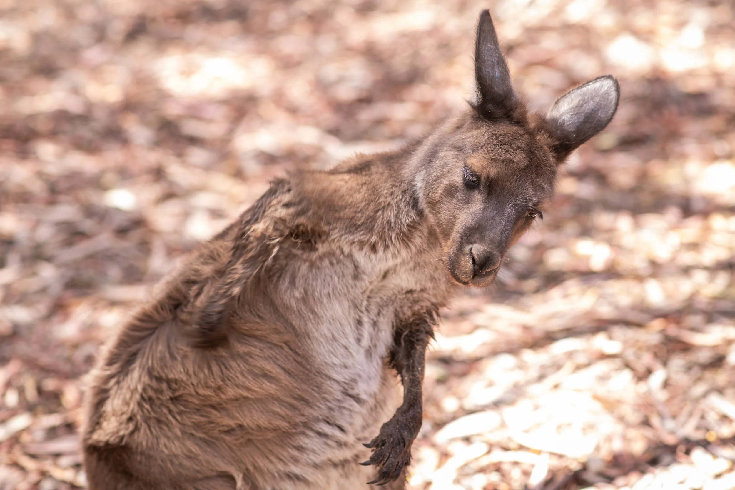 A Kangaroo on Kangaroo Island in a natural setting