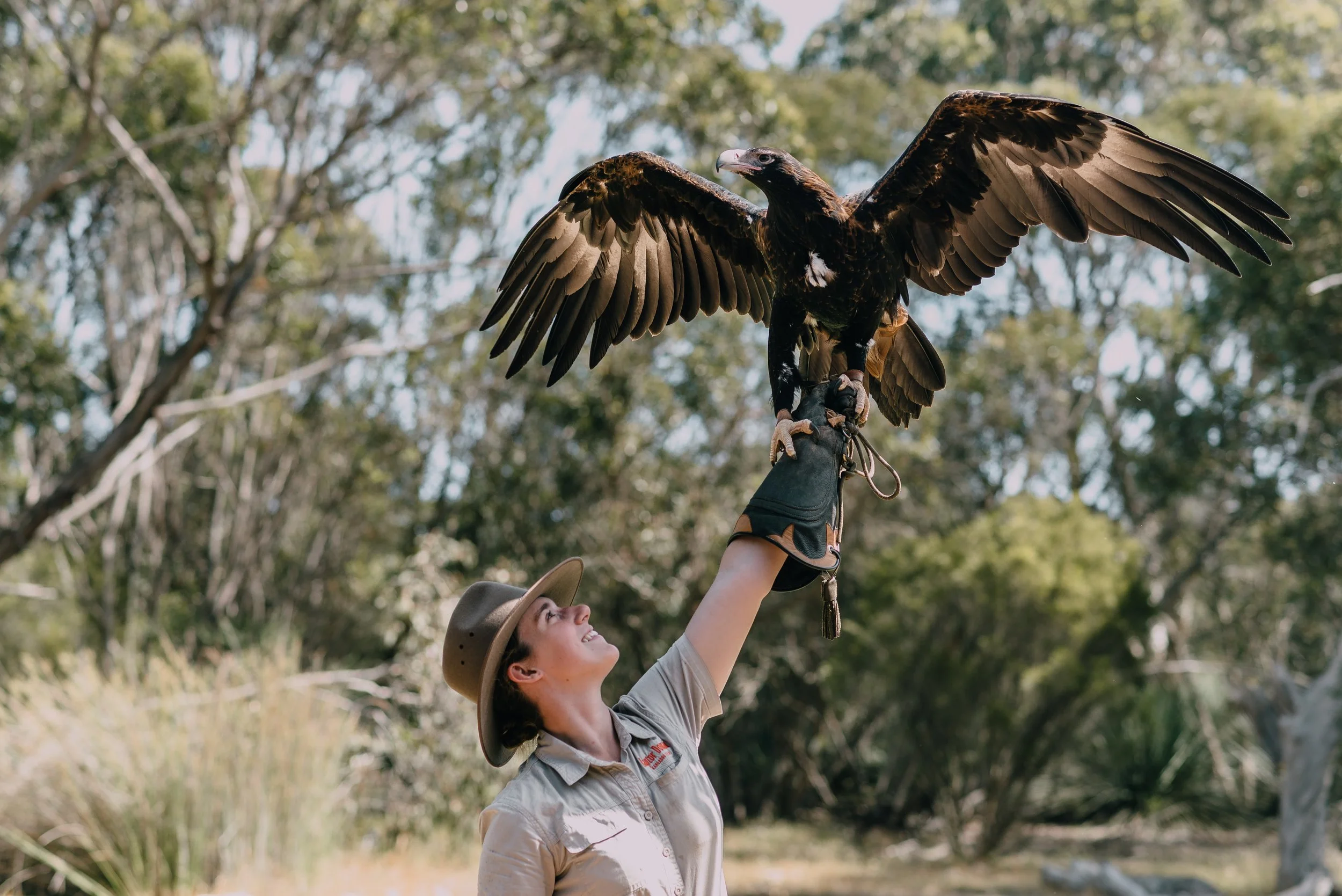 A woman wearing a hat and a beige shirt is holding a large bird of prey with outstretched wings in an outdoor setting with trees in the background at Raptor Domain, Kangaroo Island.