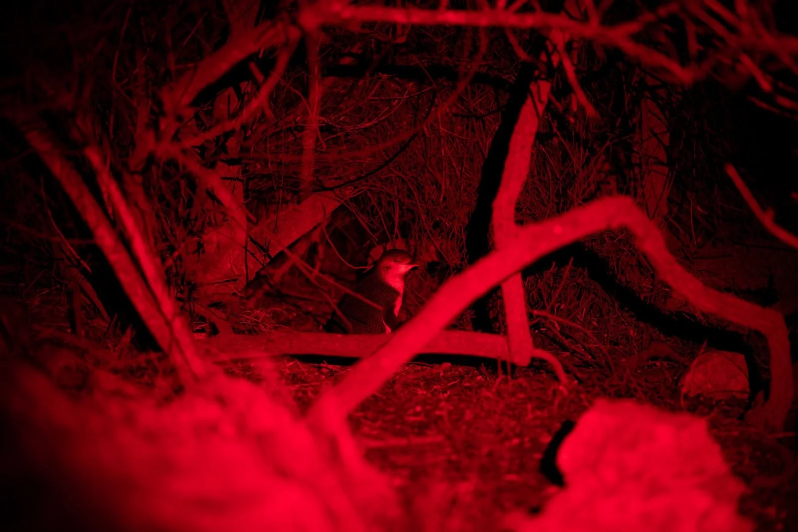 Nighttime scene illuminated in red light showing a penguin perched among tree branches and twigs.