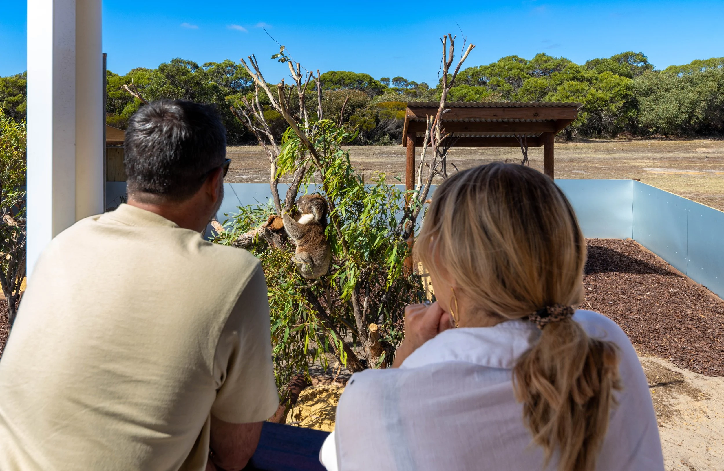 People observing a koala climbing on a tree branch in an outdoor enclosure at Kangaroo Island Koala Lodge.