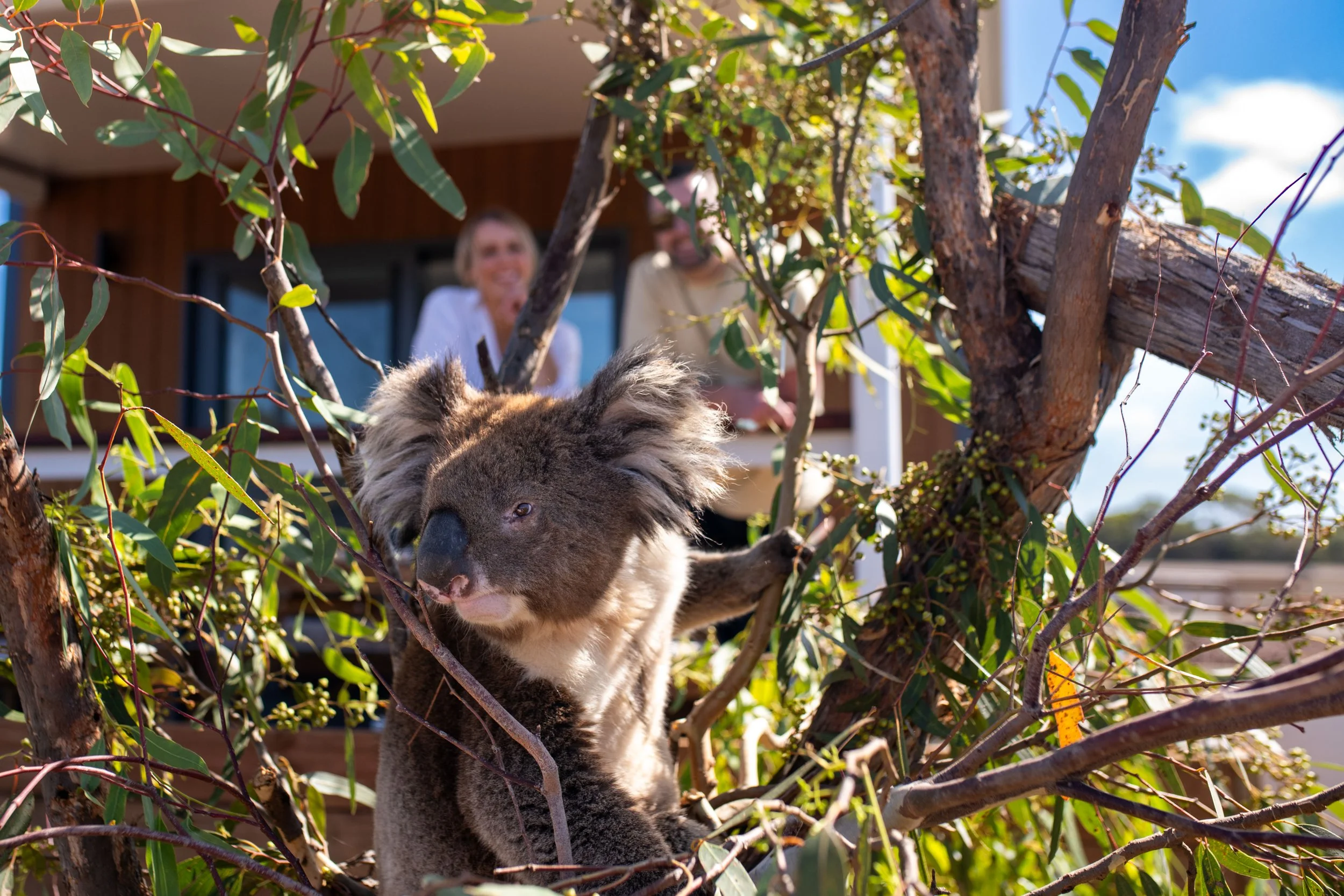 A koala in its habitat at kangaroo island koala lodge on Kangaroo Island