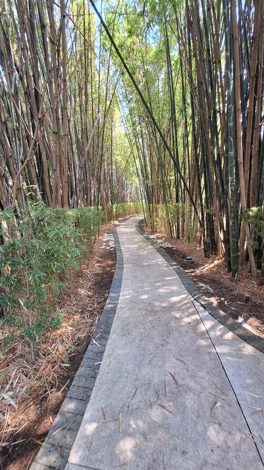 Sendero curvo en un bosque de bambú con sombra y luz natural