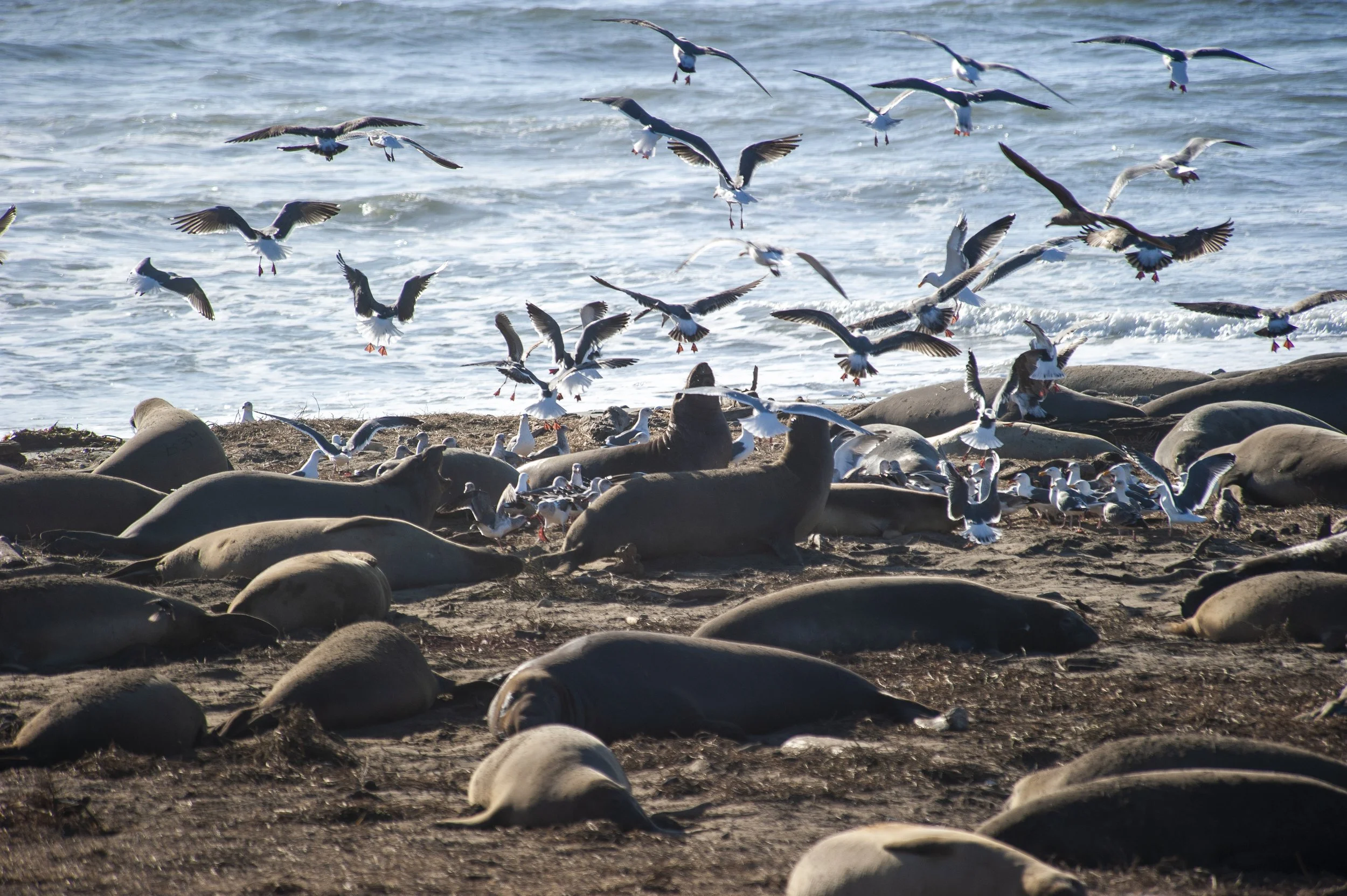 Ano Nuevo State Park (17 of 20).jpg