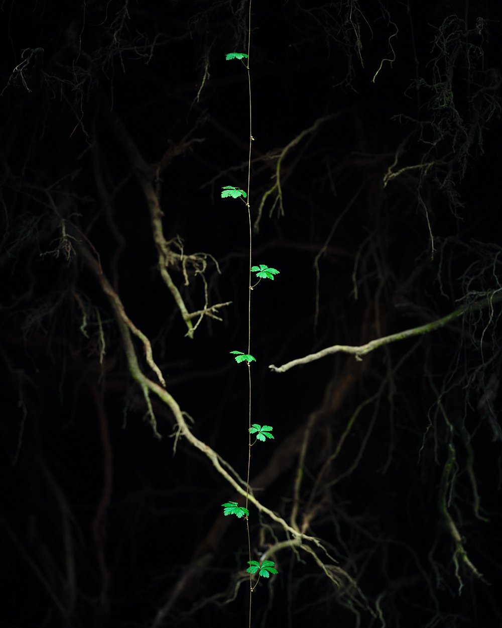 Emerald Cascade