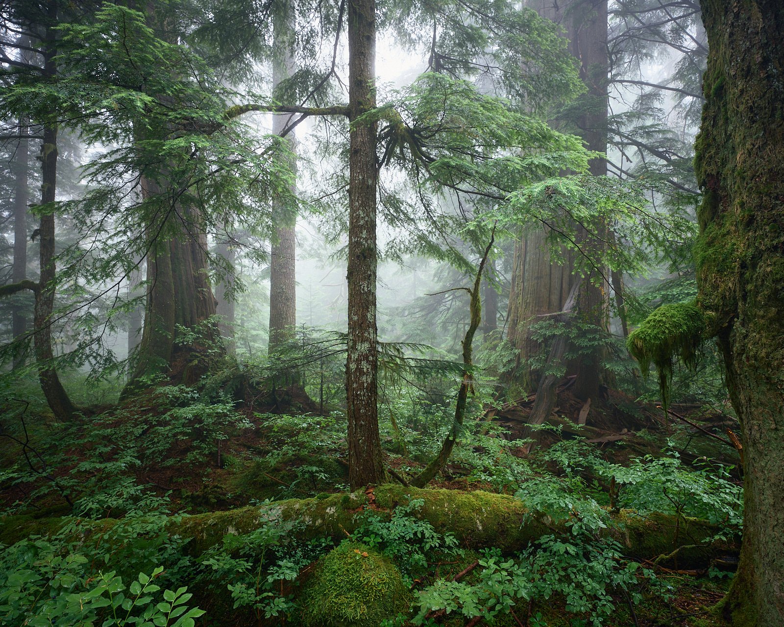 gallery-north-shore-Vancouver-texture-of-silence.jpg