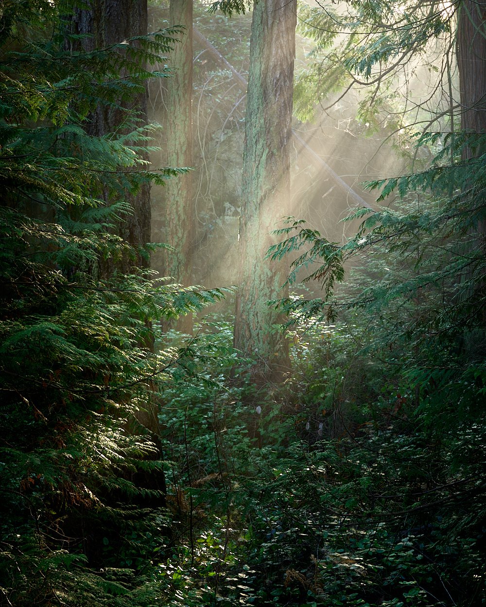 Emergence