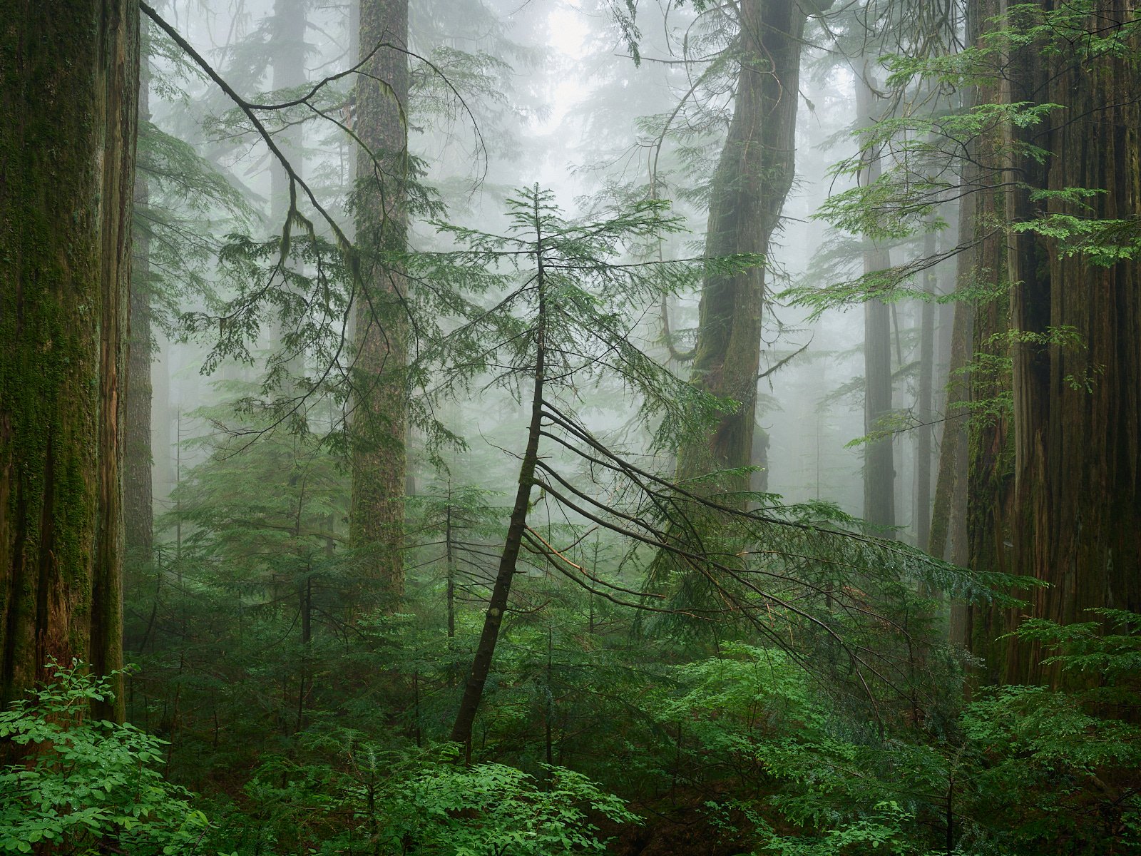 Misty greens