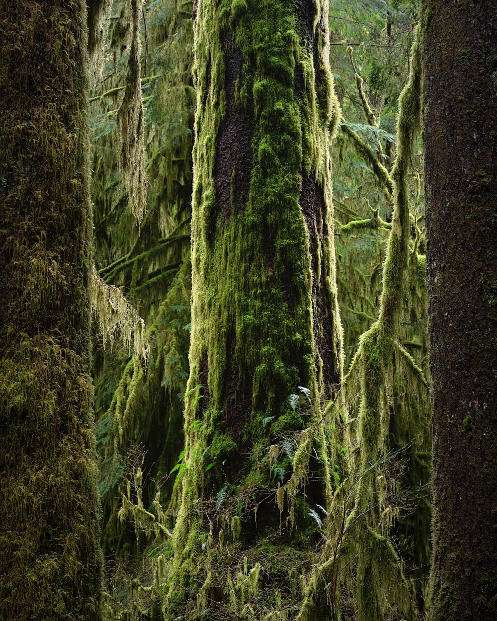Sitka