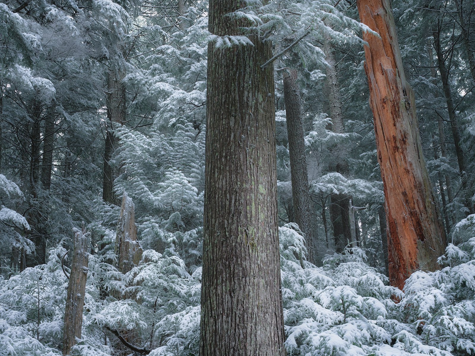 First snow II