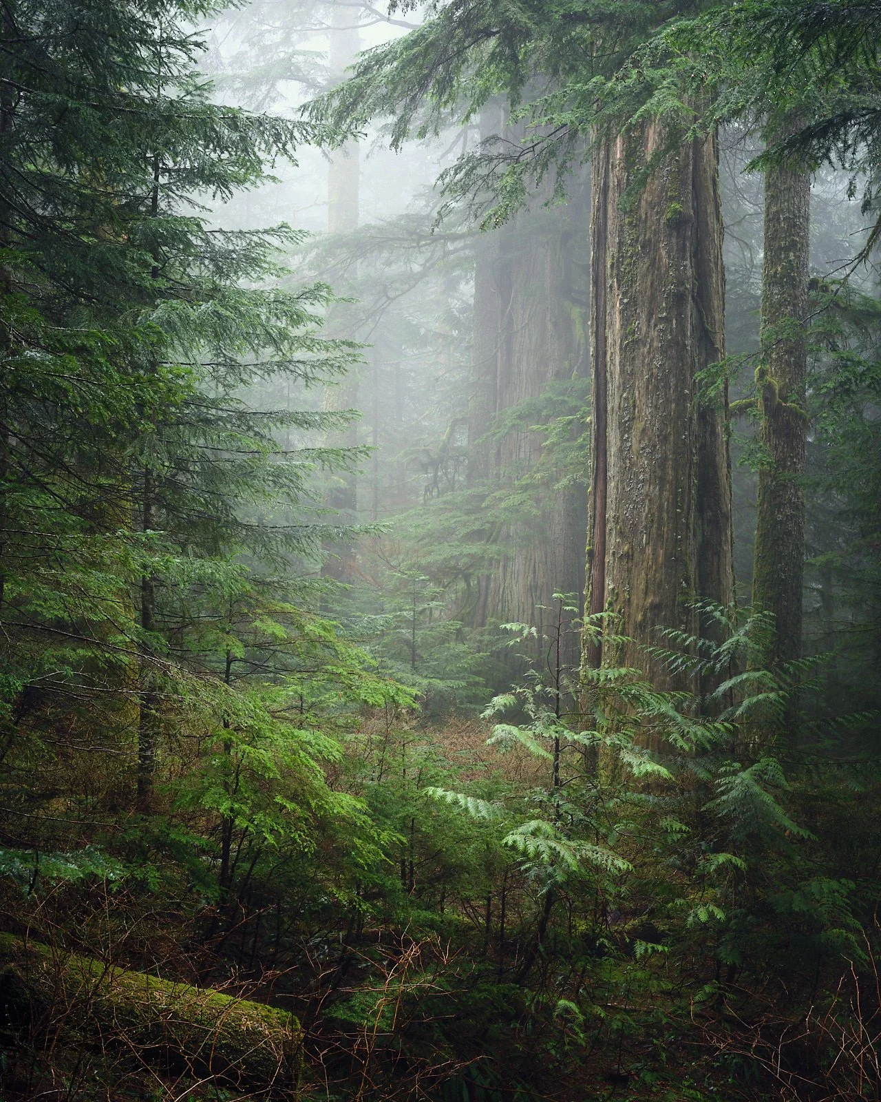 Cedarwings