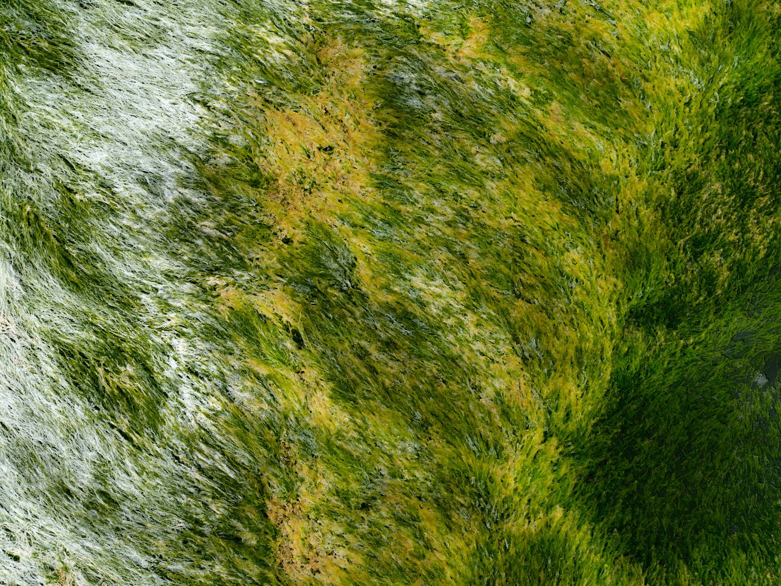 Algae carpet