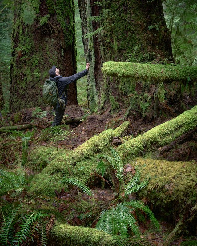 Daniel standing in a moss-covered forest, admiring huge West Coast trees.