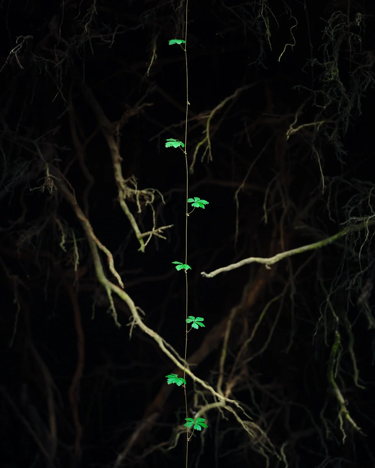 Emerald Cascade