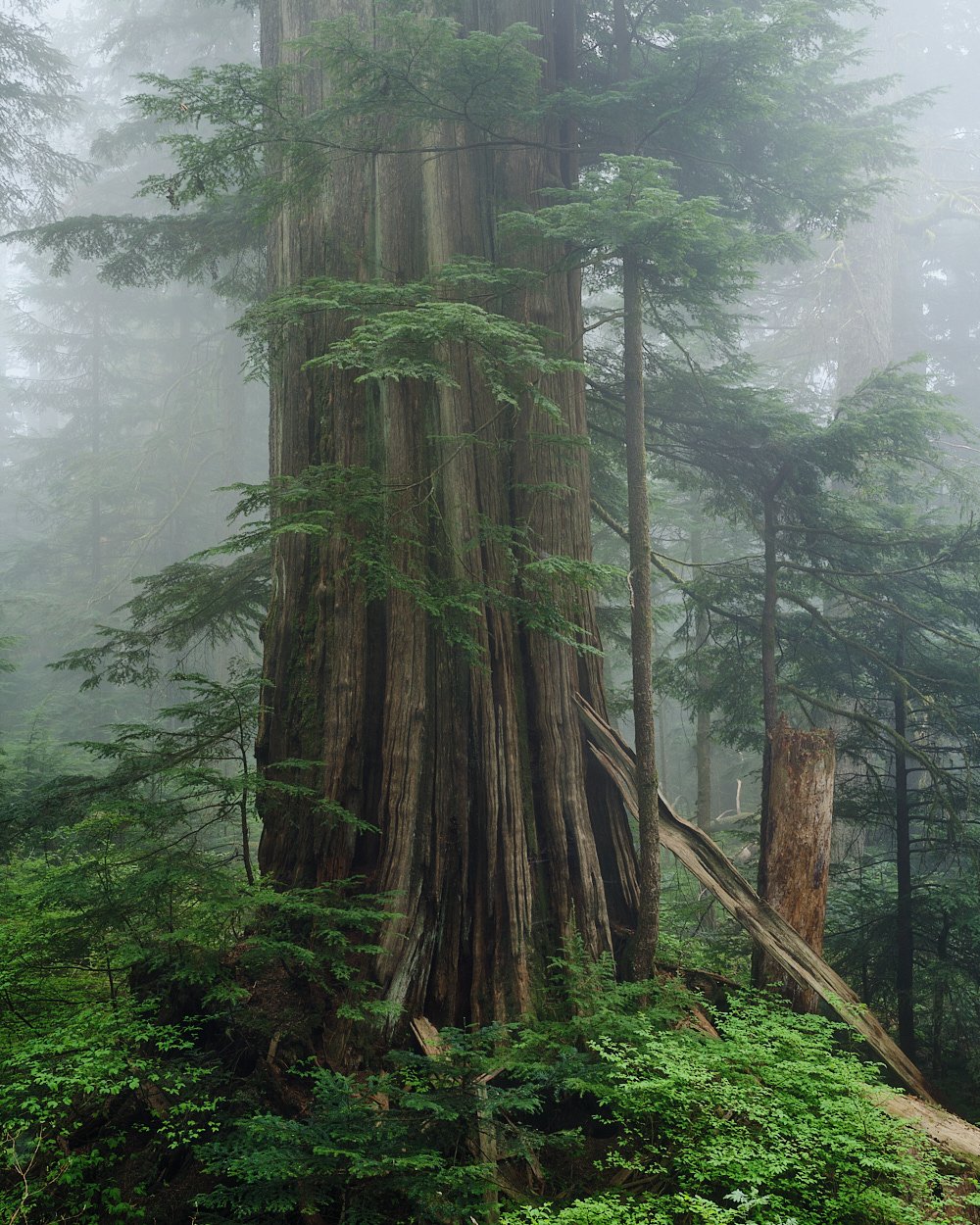 Fog retreat