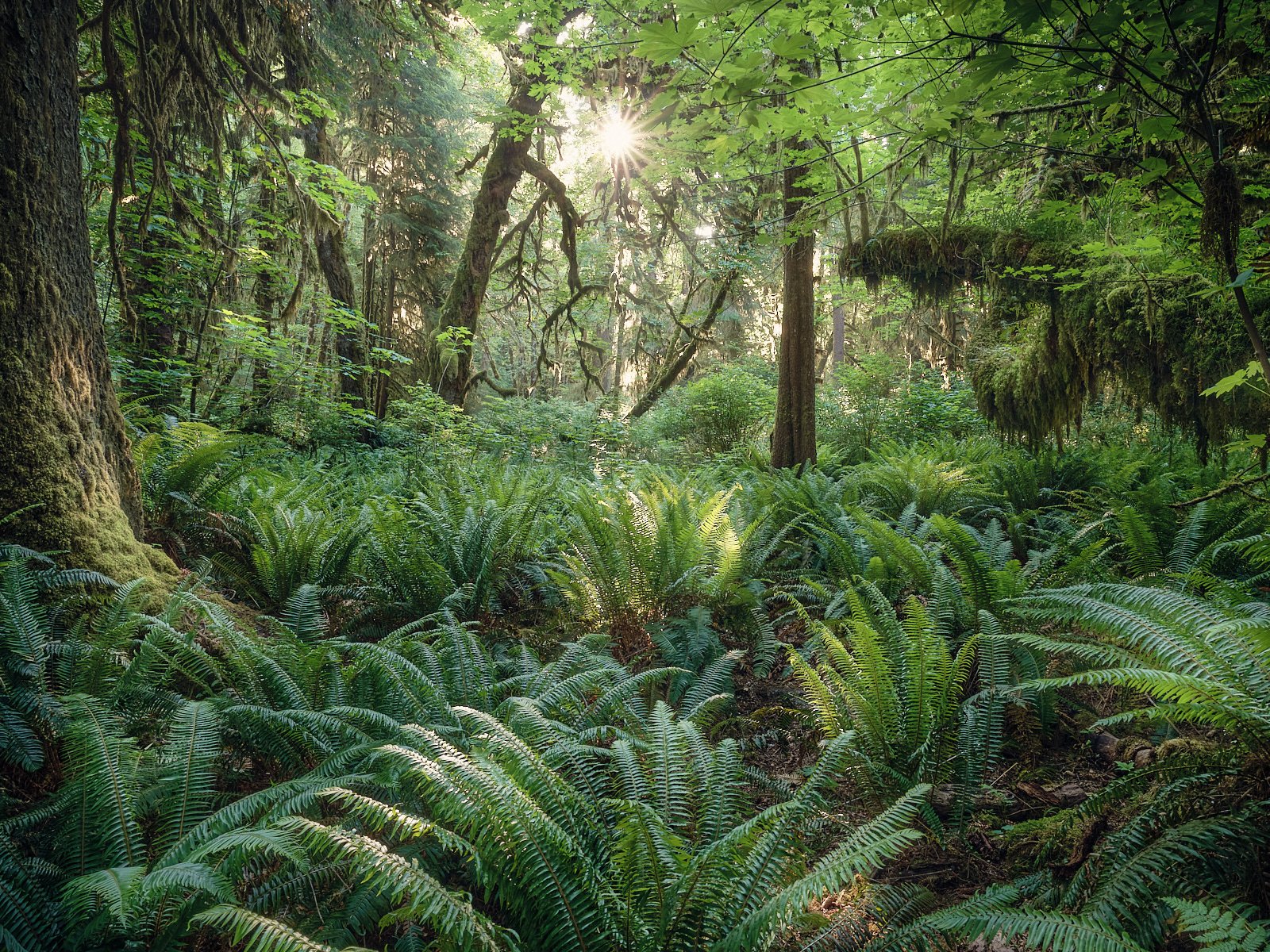Mossomeness
