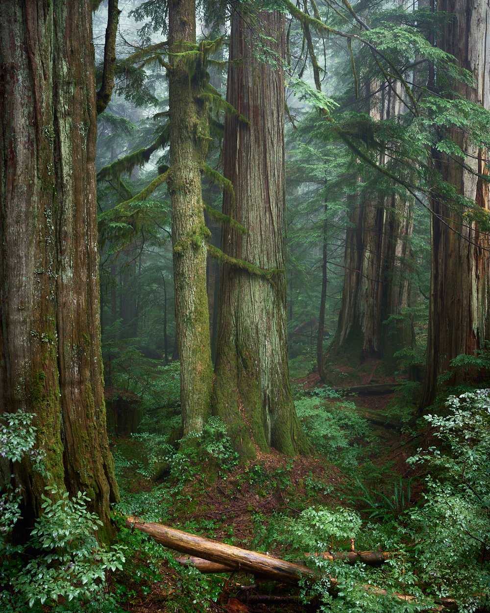Ancient forest, thick tree trunks covered in vibrant green moss, fallen logs in the foreground and a hazy mist filtering through the background canopy | fine art print by Daniel Dvorsky