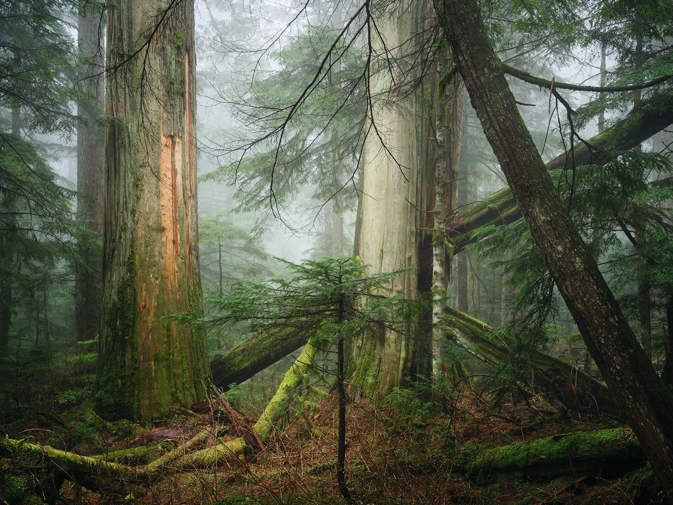 Forest Equilibrium