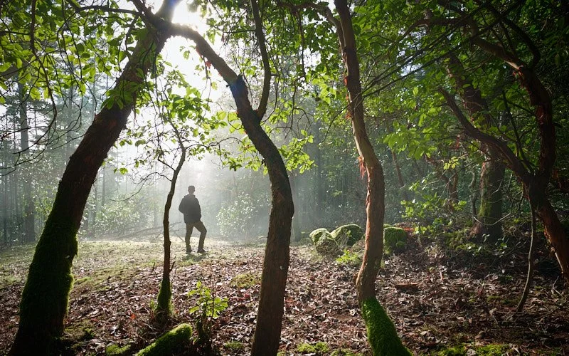 Daniel walking through arbutus grove, green forest with sunlight filtering through the leaves and mist in the background.