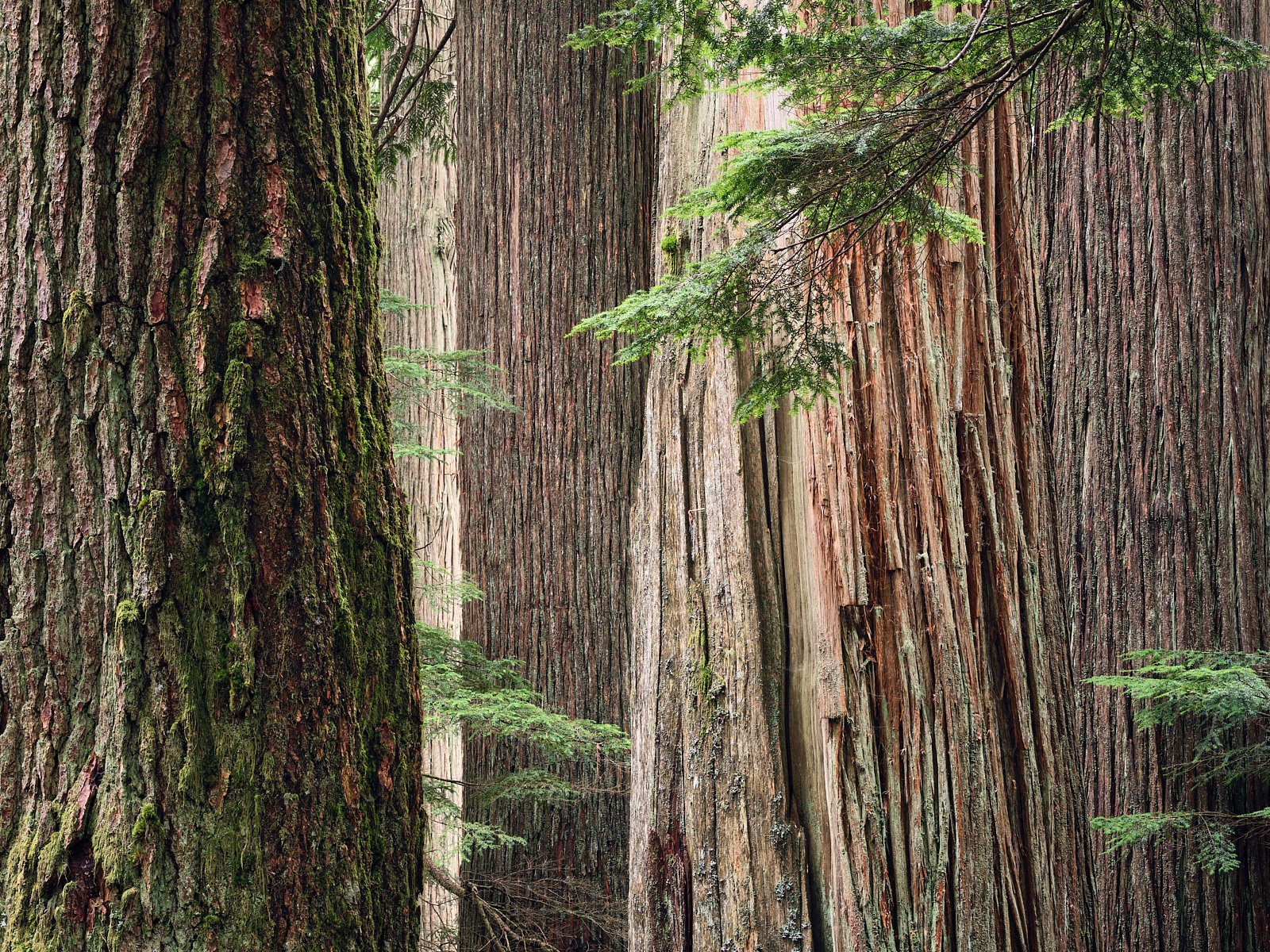 Cedar wall