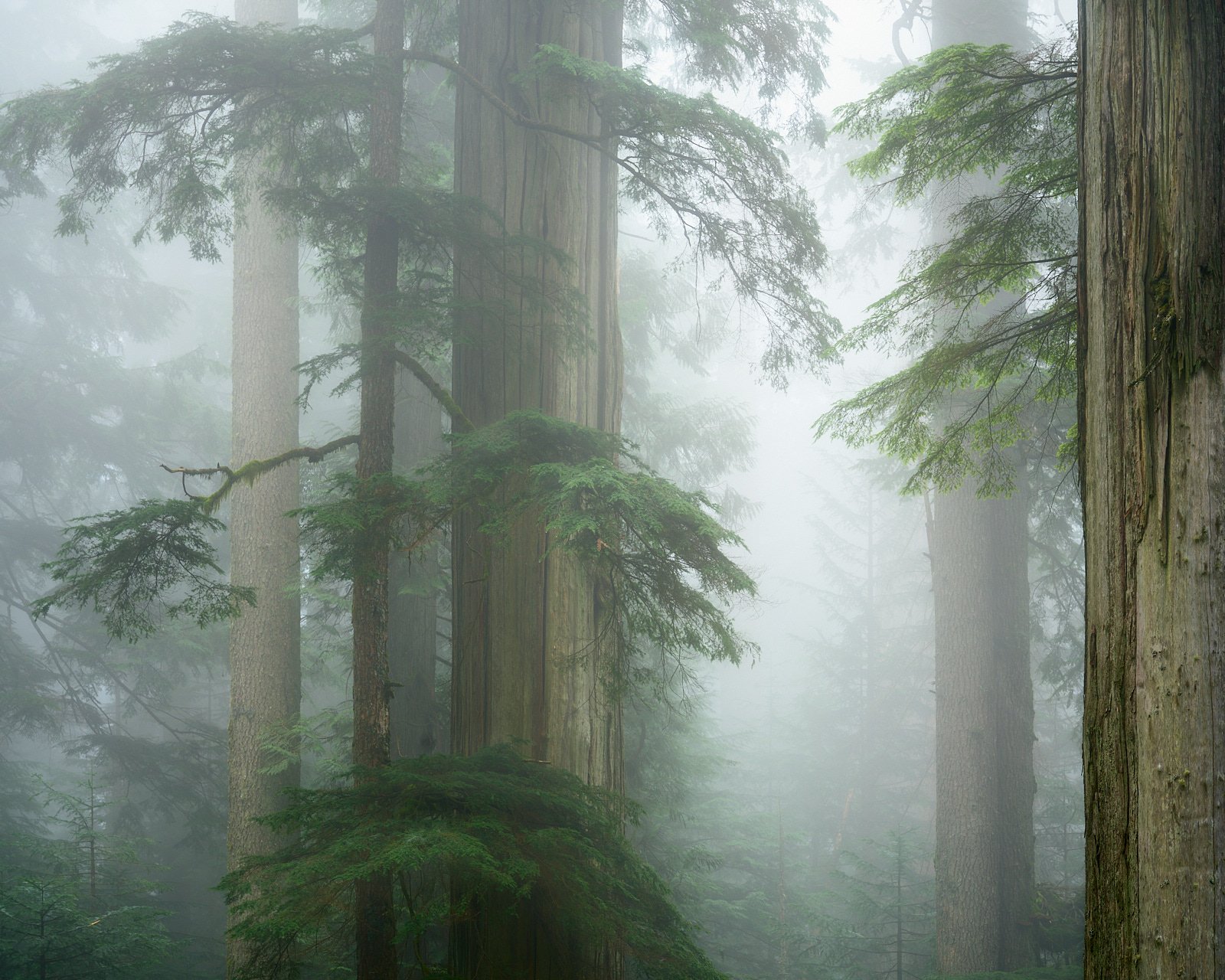 Timber Dissolution
