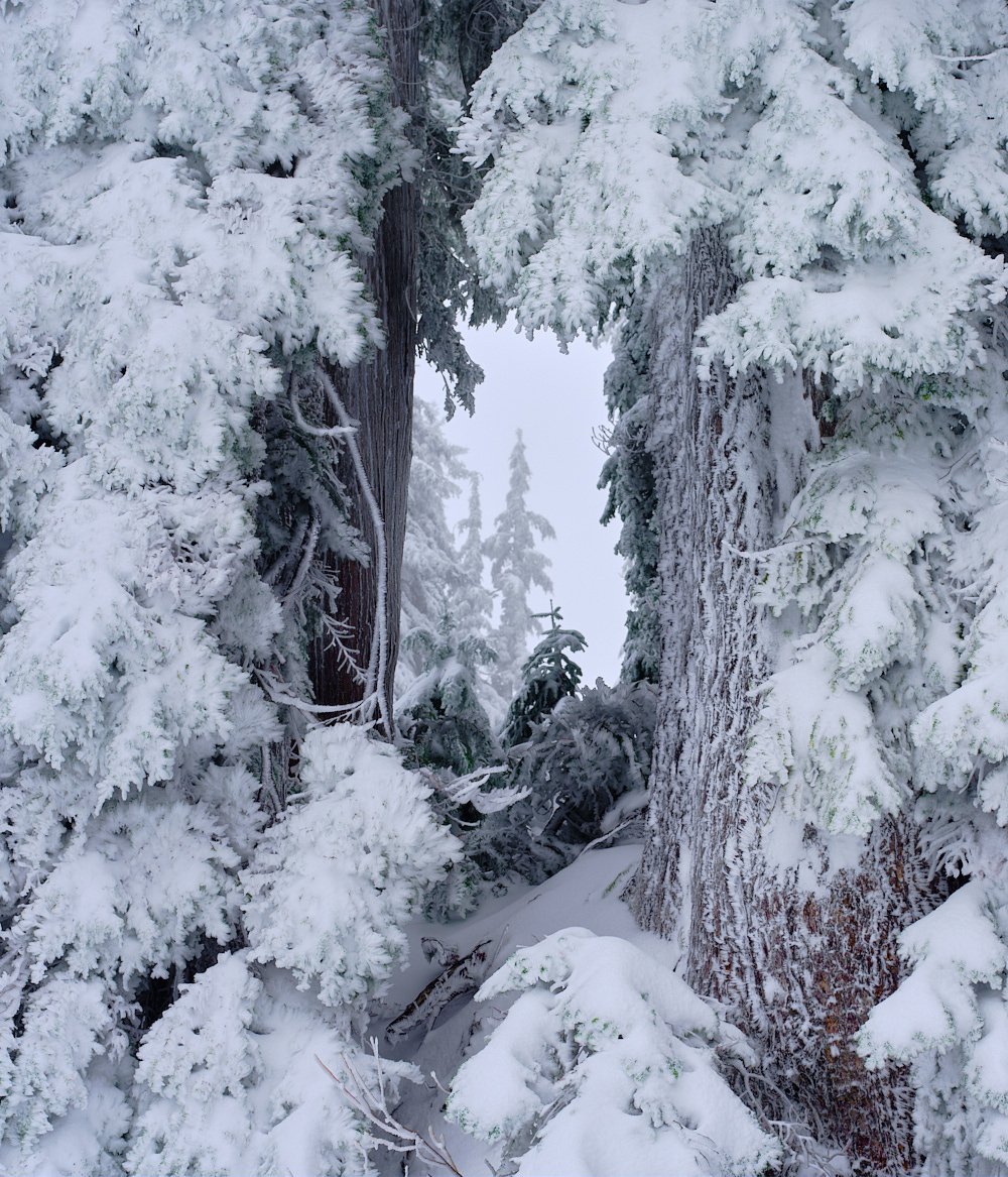 Winter portal