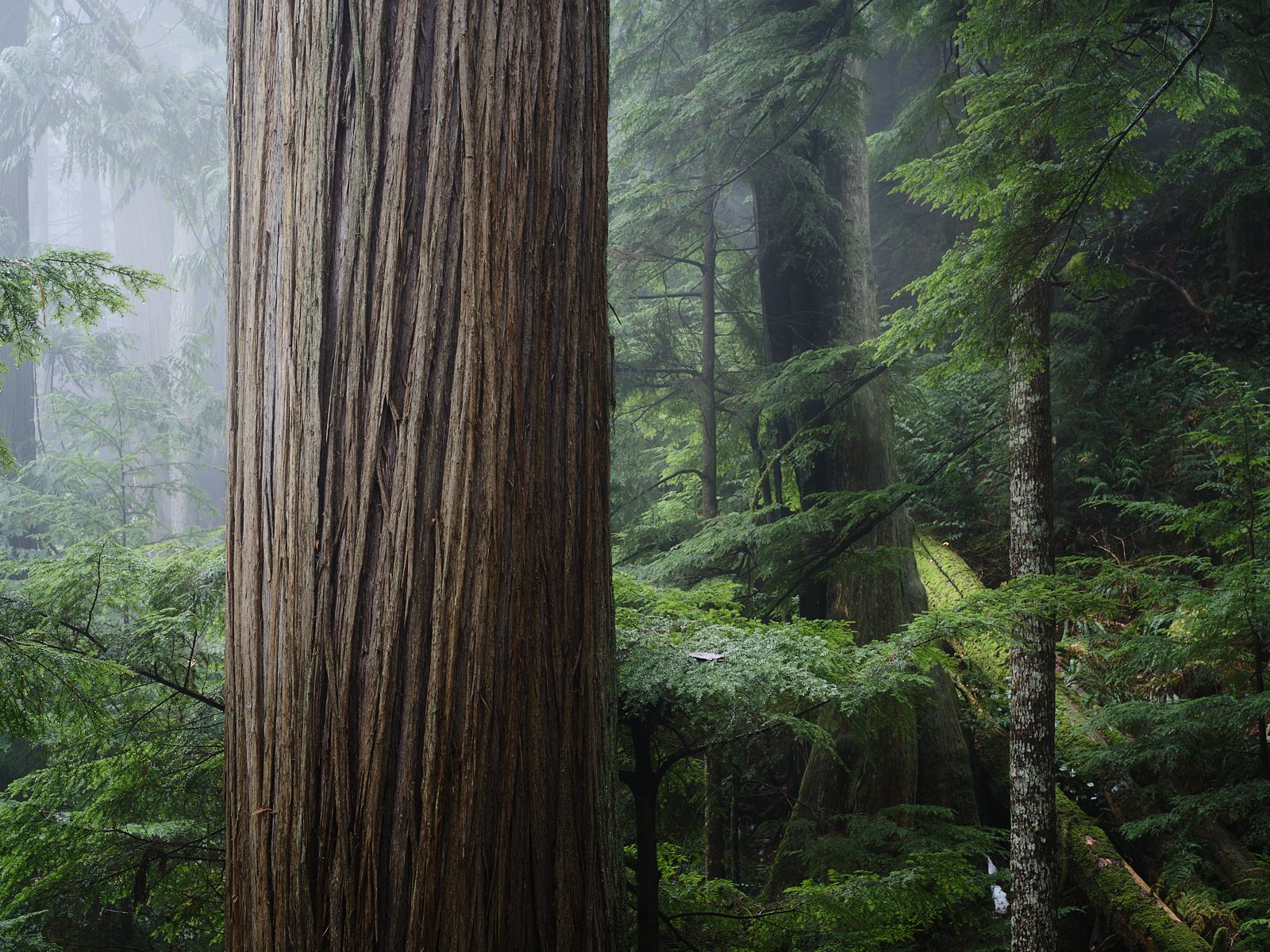 Cedar patch
