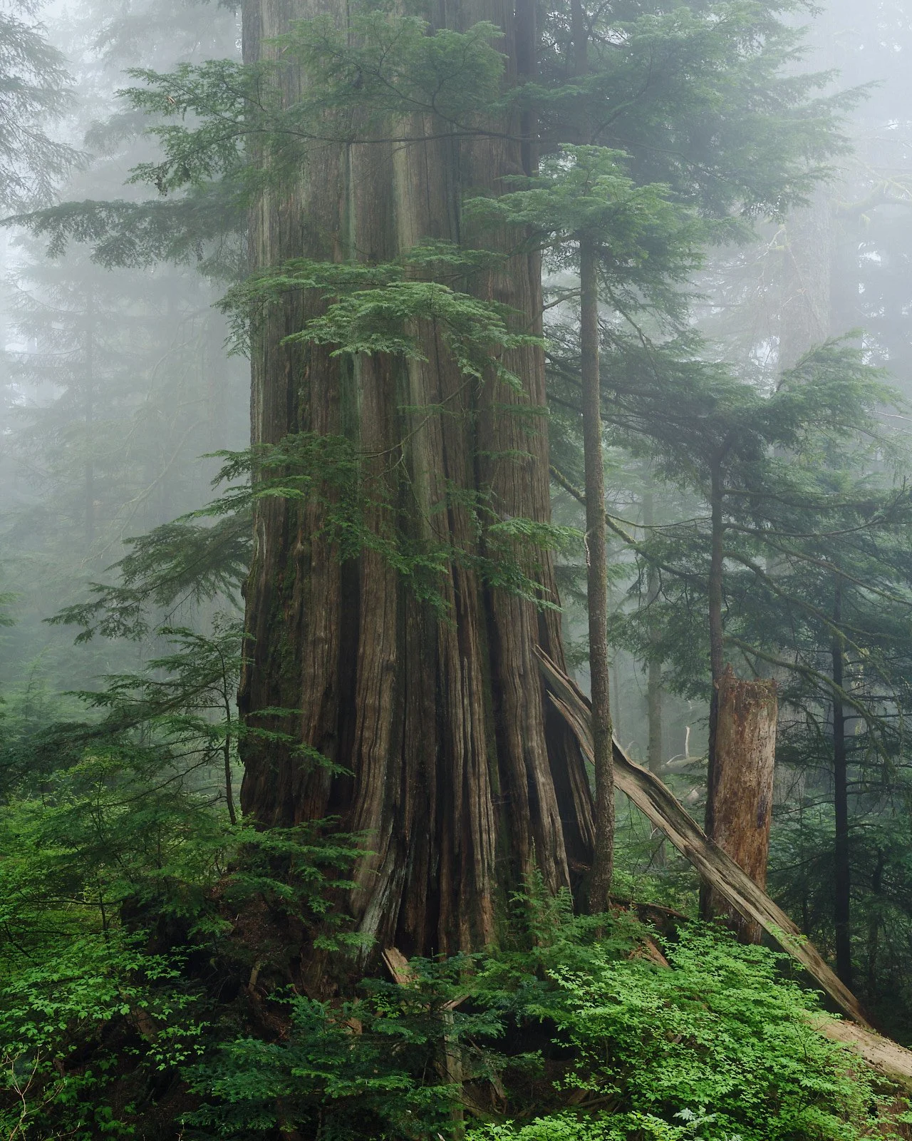 north-shore-vancouver-forest-fog-retreat.jpg