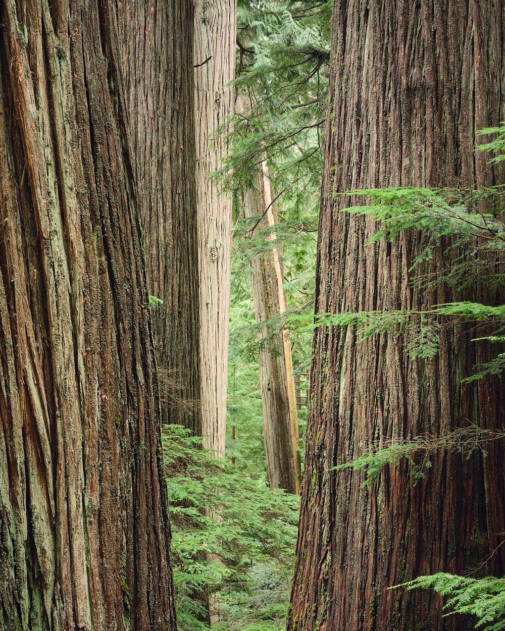 Cedar passage