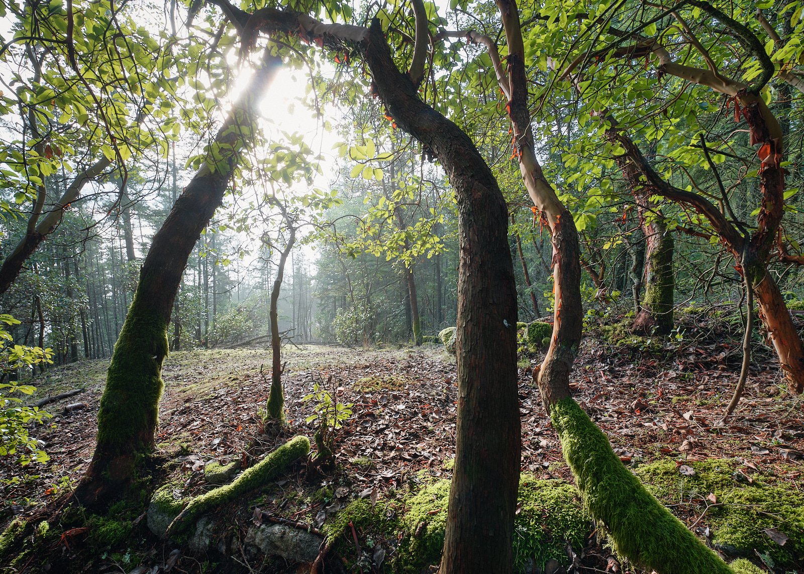 Arbutus patch
