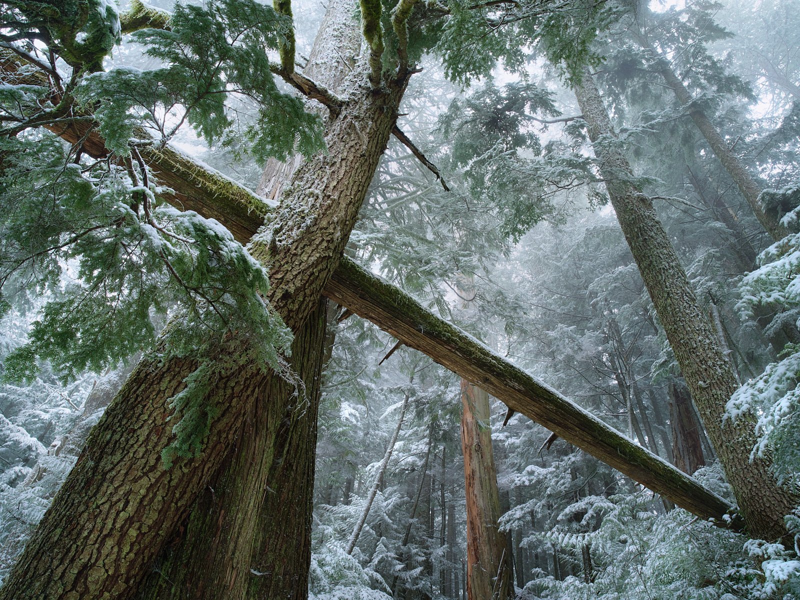 First snow