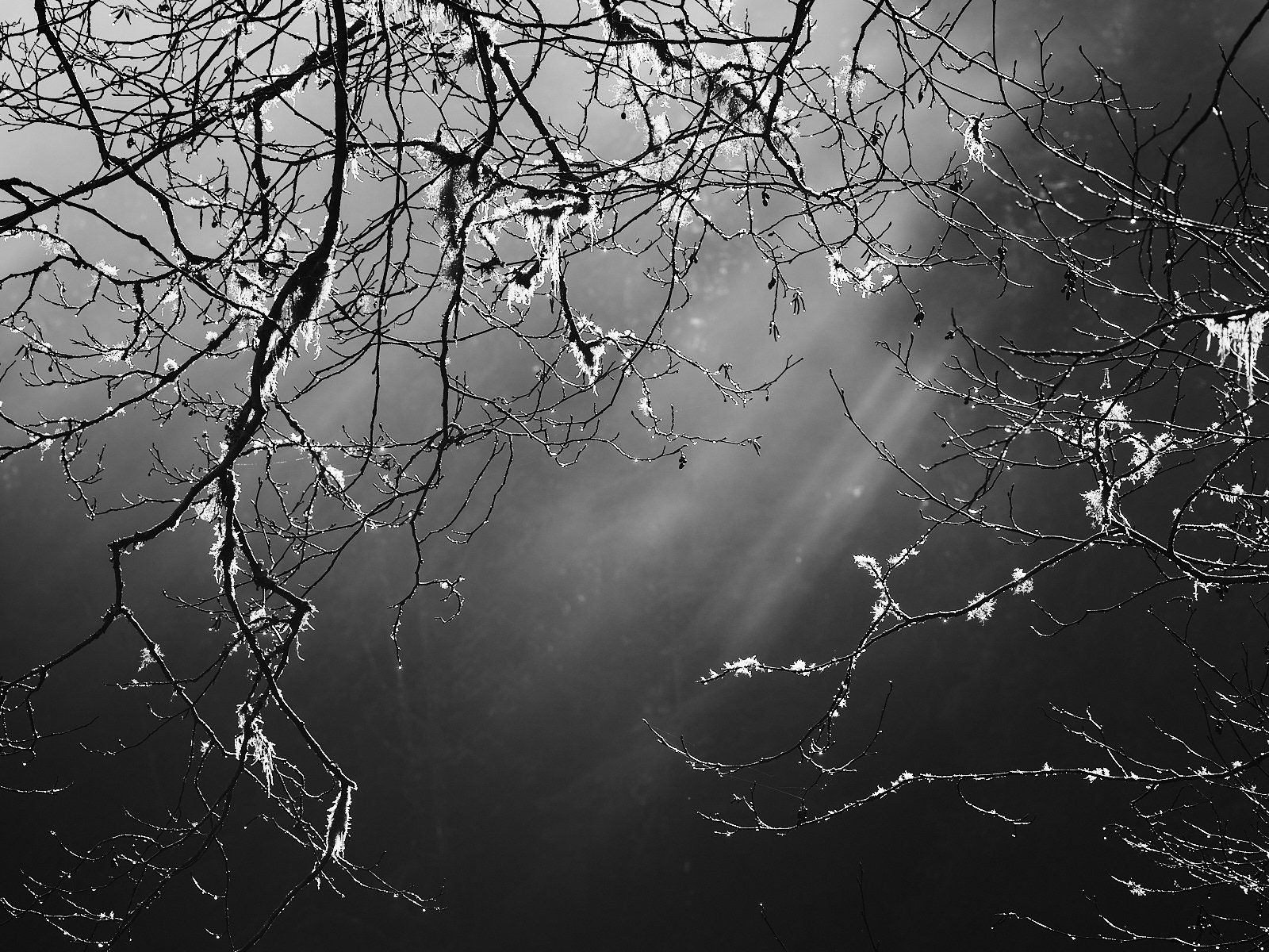 Celestial mist II