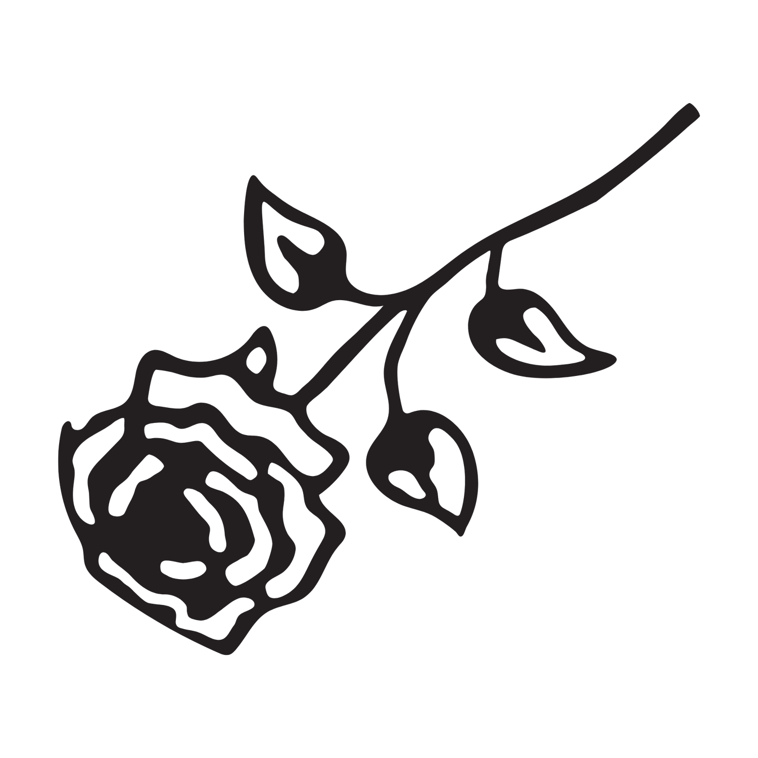 Rose Books