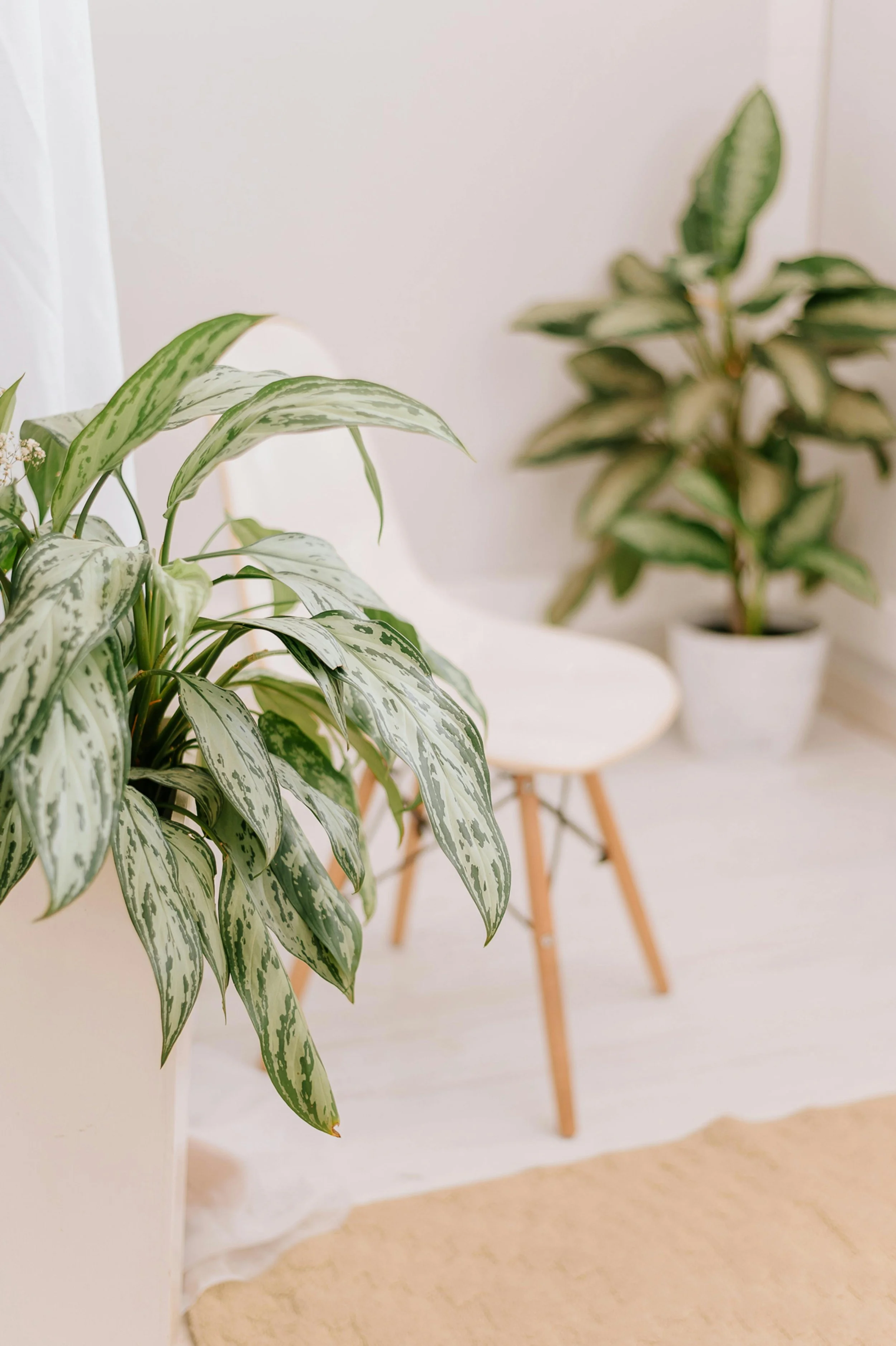 Indoor scene with two potted plants, a white chair, and a beige rug on light-colored flooring.